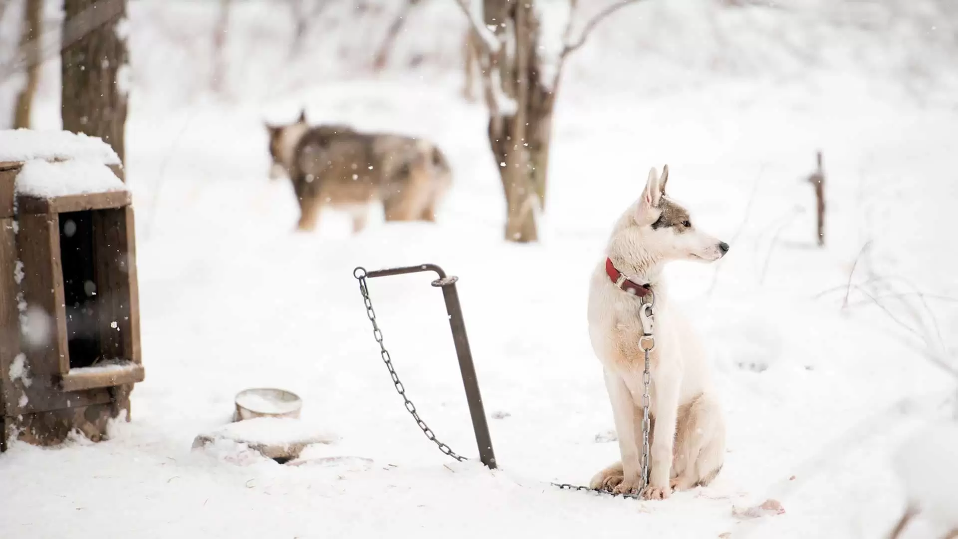 دانلود مستند Sled Dogs 2016