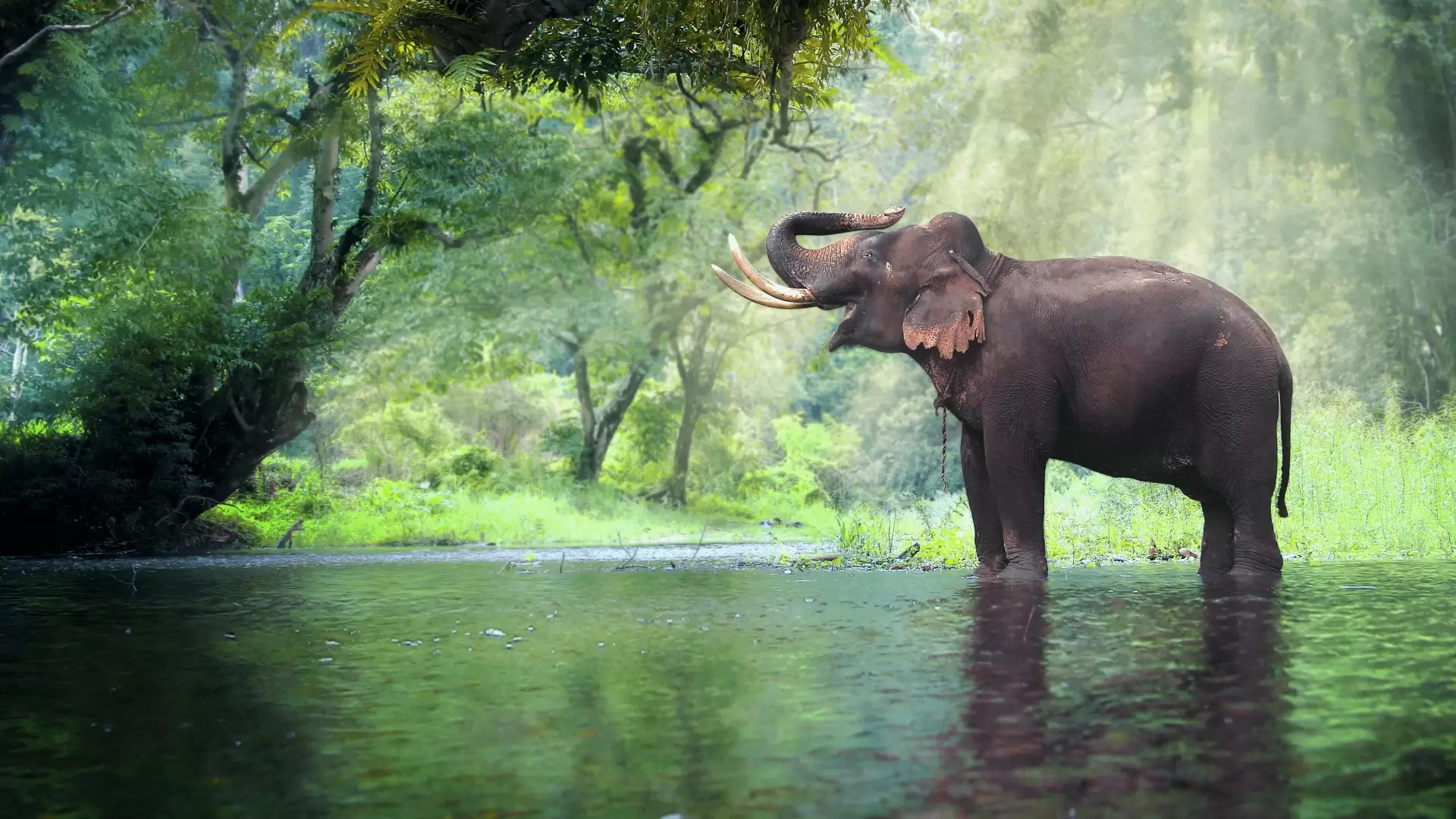 دانلود مستند Thailand’s Wild Side 2020 (حیات وحش تایلند)