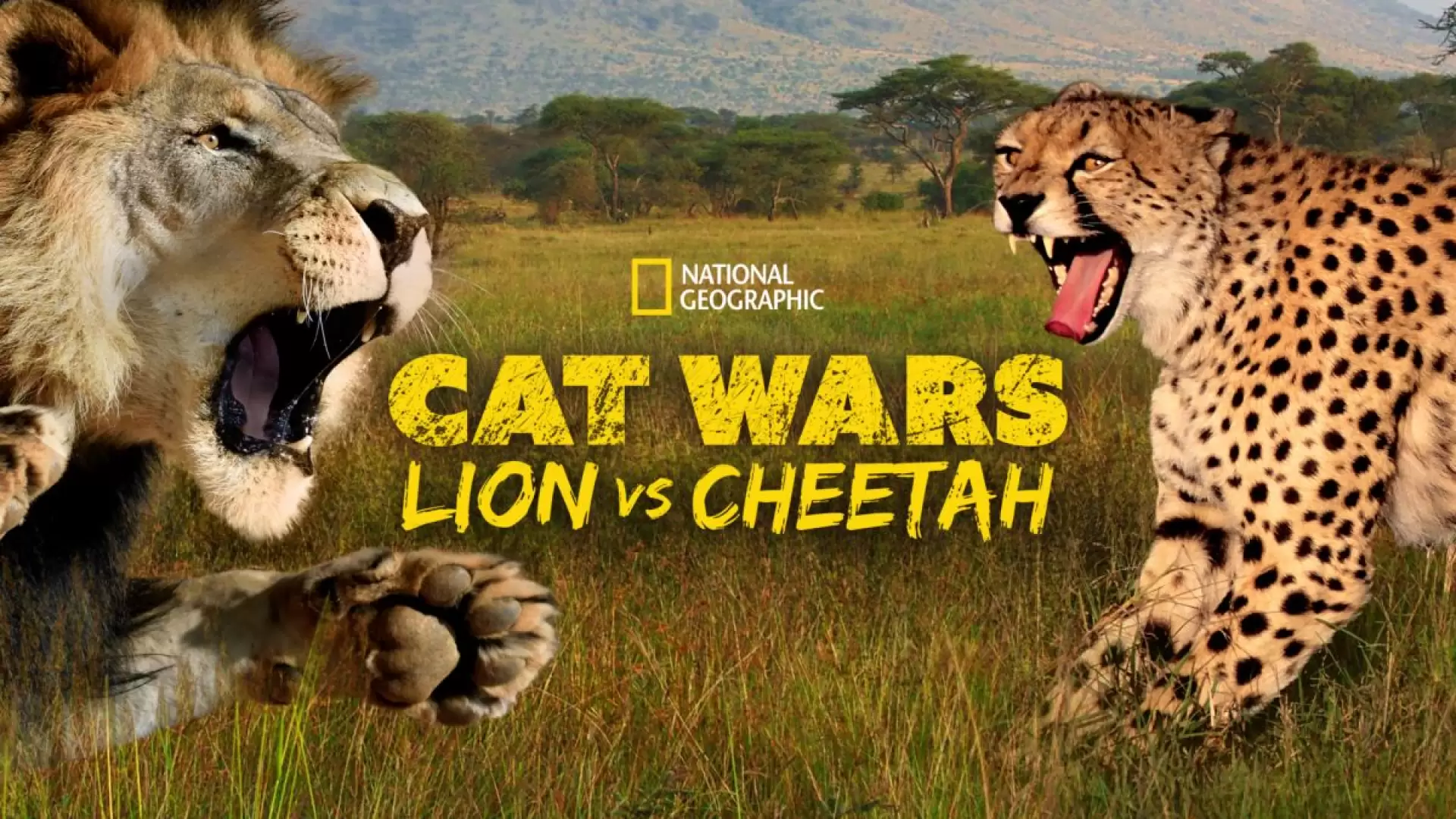 دانلود مستند Cat Wars: Lion Vs. Cheetah 2011