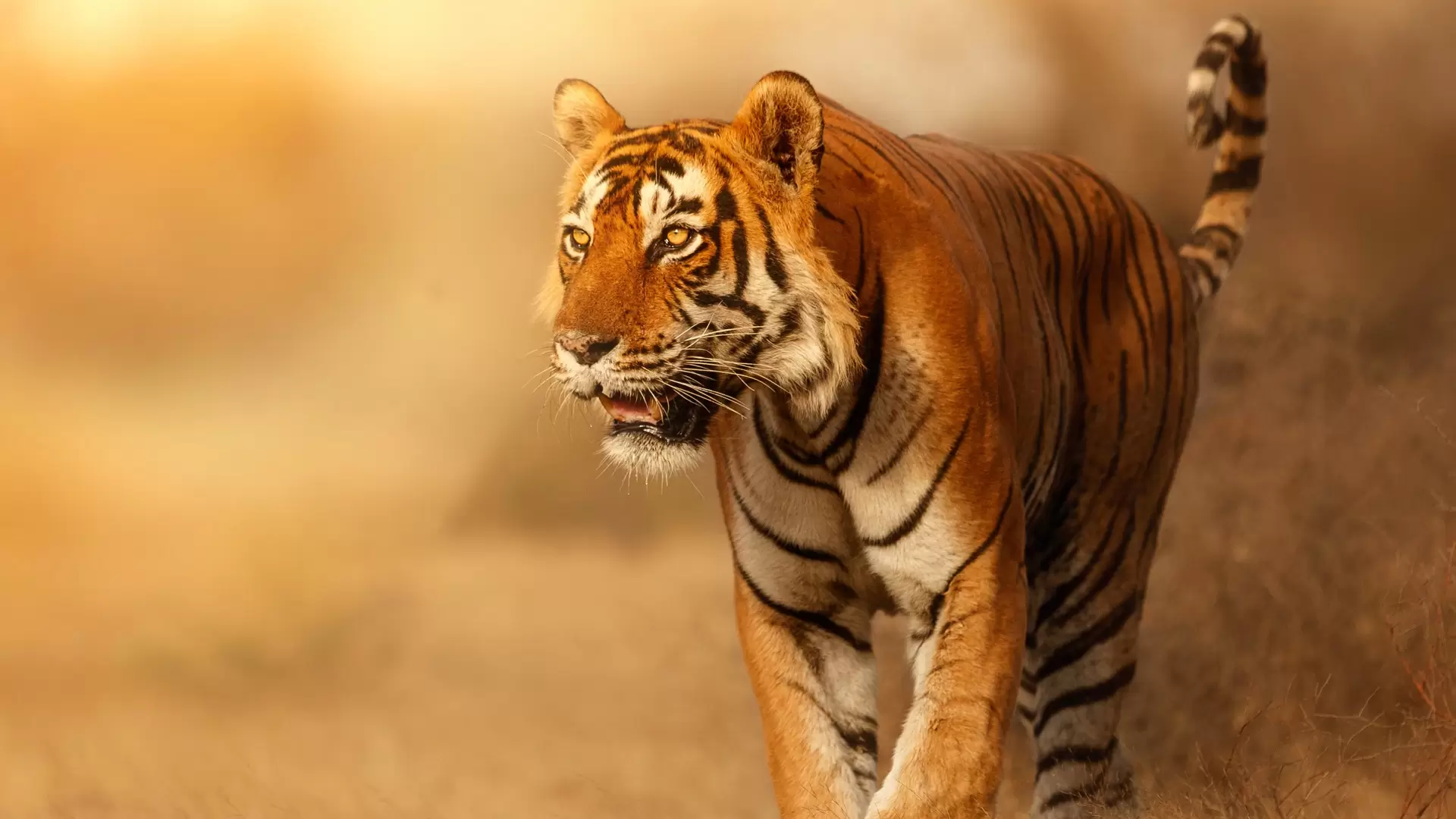 دانلود مستند Wild Cats of India 2020