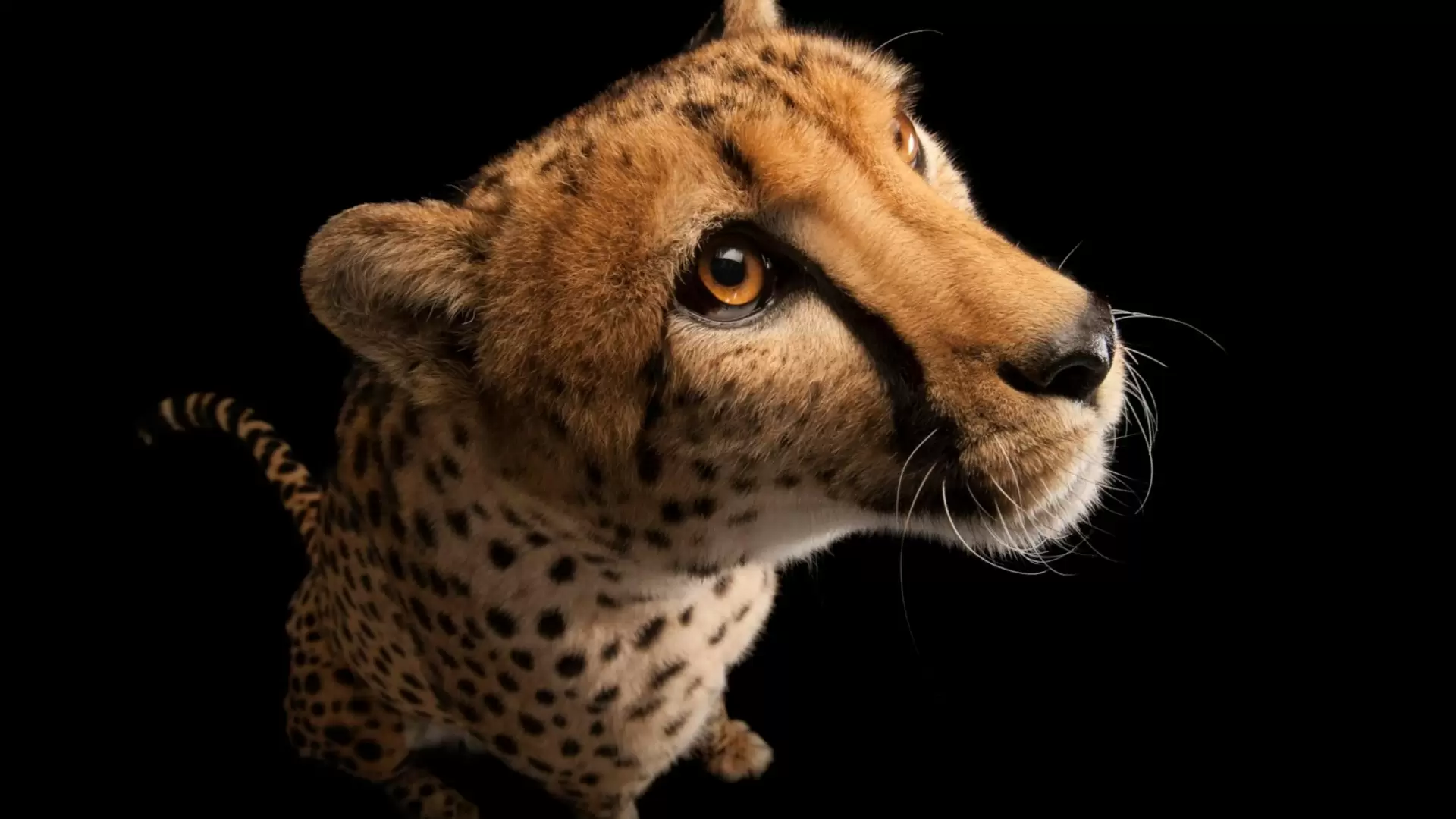 دانلود مستند Big Cat Week – The Way of the Cheetah 2022