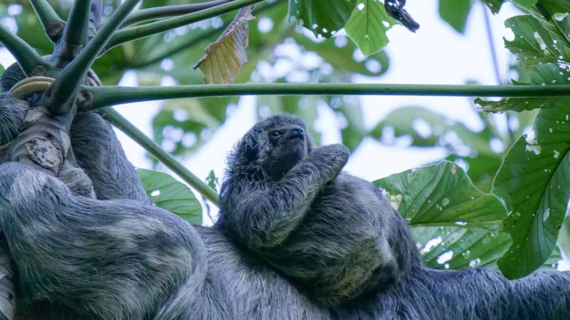 دانلود مستند South America’s Weirdest Animals 2020