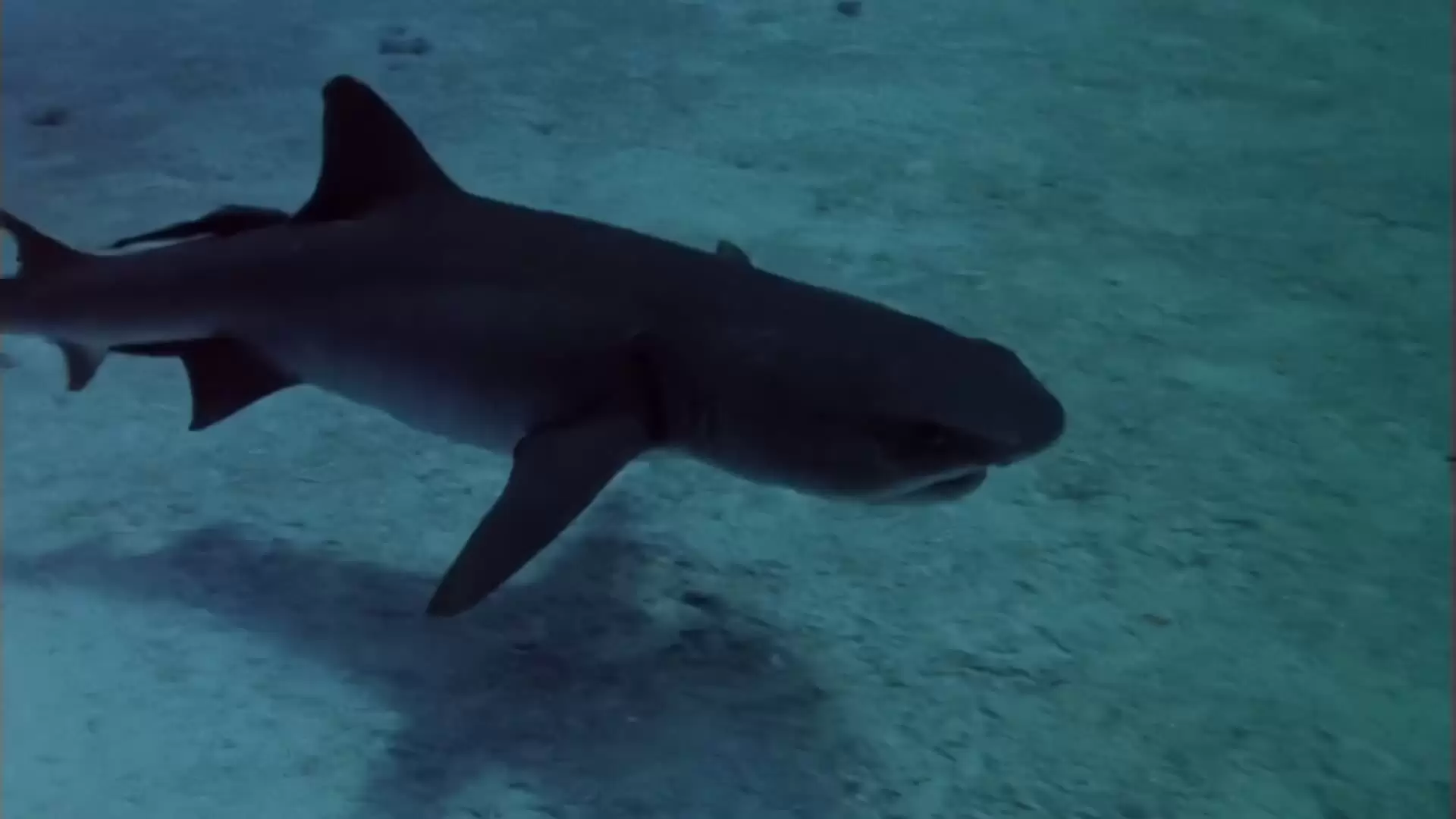 دانلود فیلم Sharks’ Treasure 1975