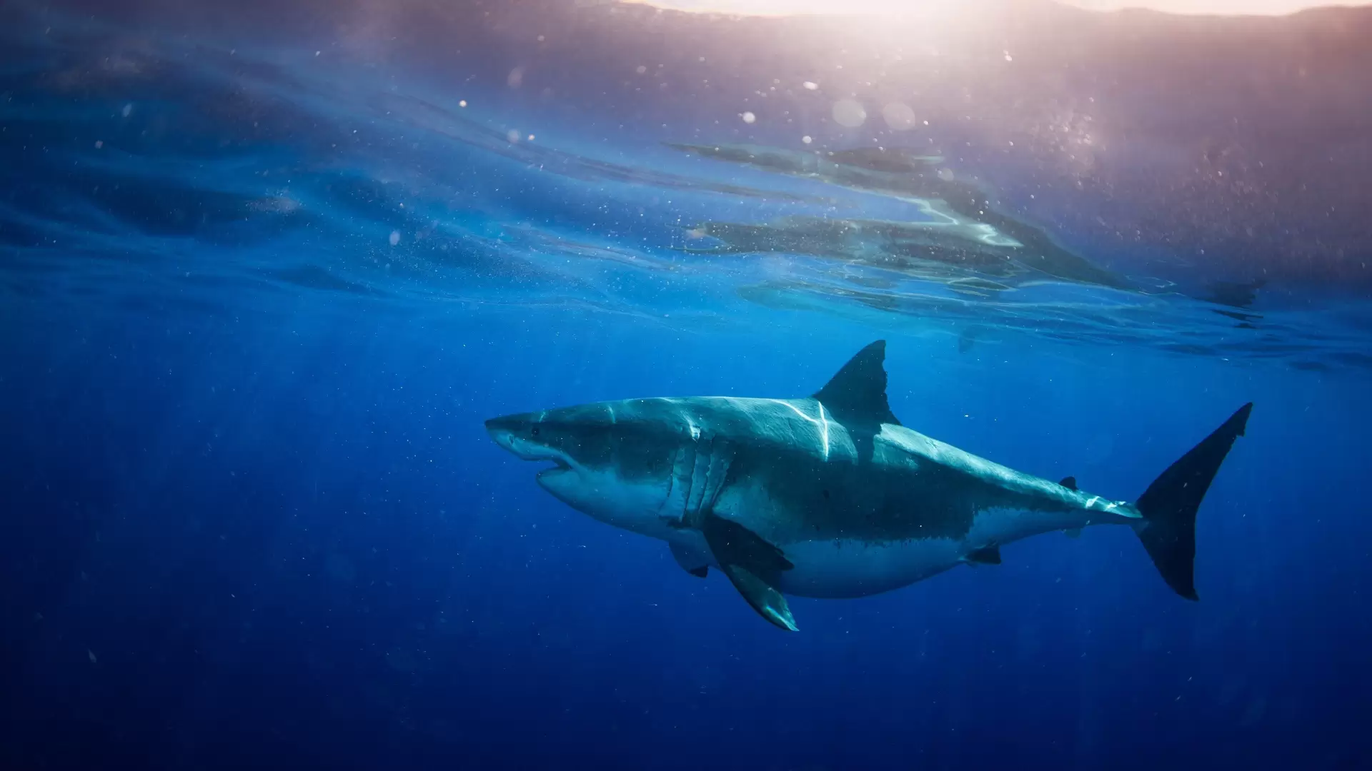 دانلود فیلم World’s Biggest Great White Shark 2019 (بزرگترین کوسه سفید جهان)