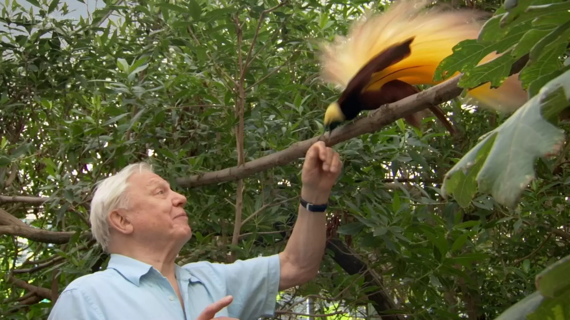 دانلود مستند Attenborough’s Paradise Birds 2015