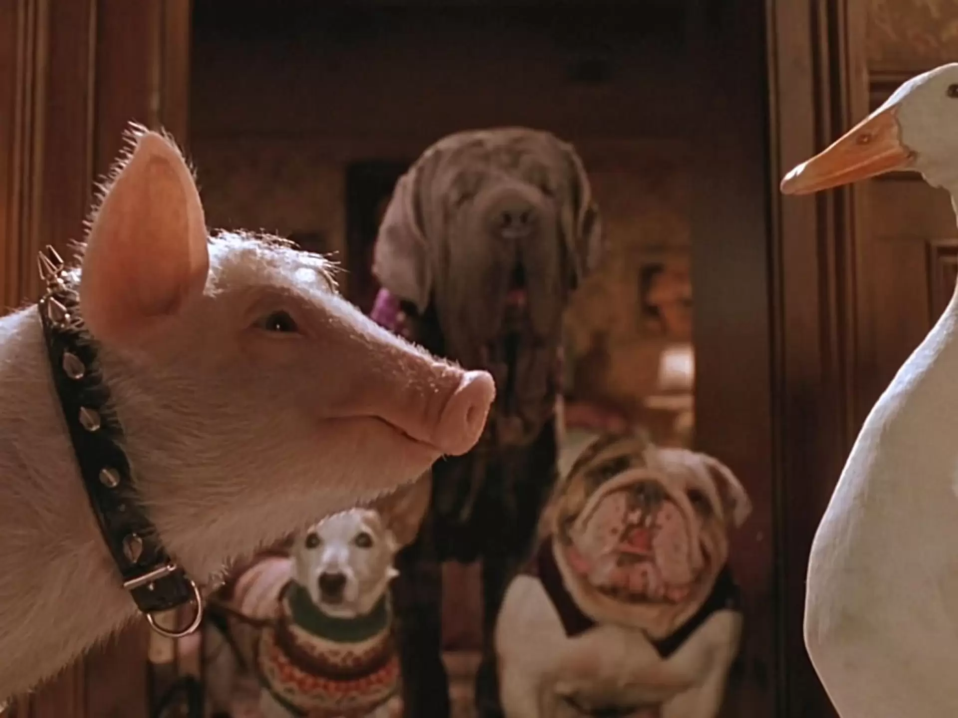 دانلود فیلم Babe: Pig in the City 1998 (بیب: خوک در شهر)