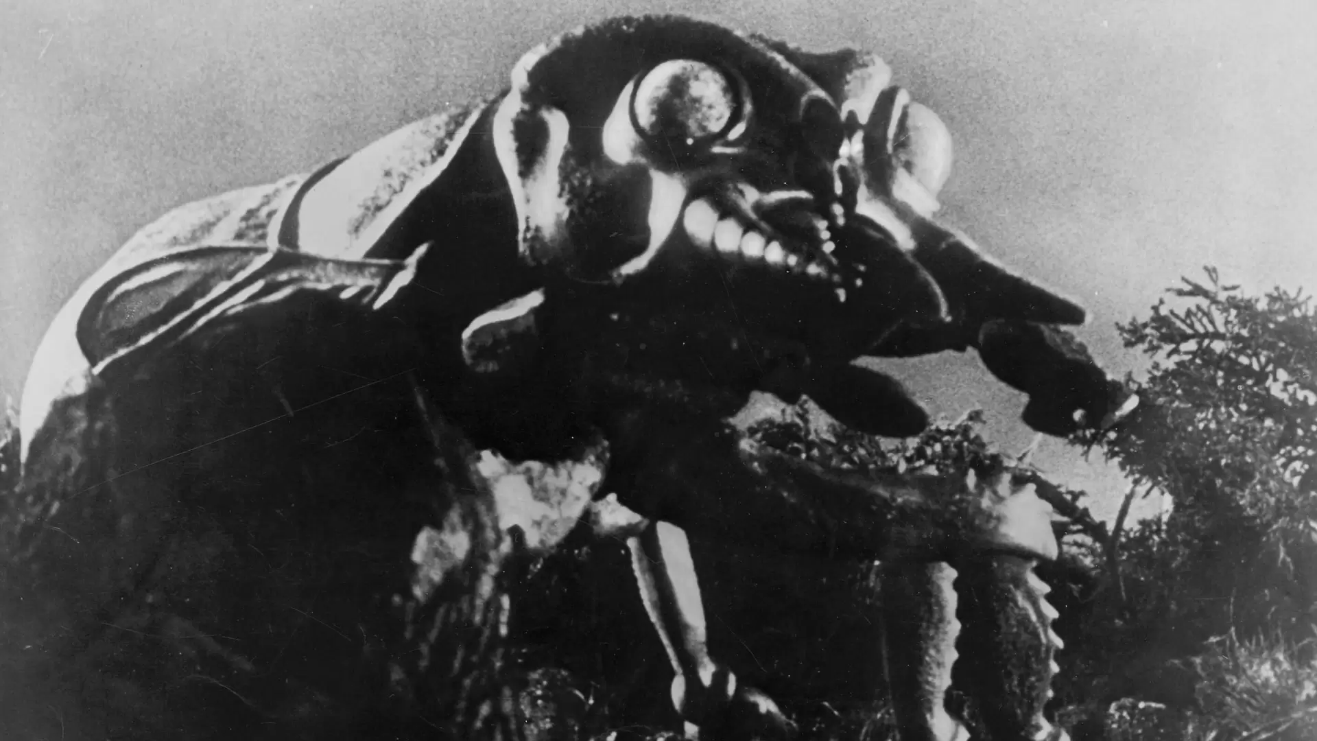 دانلود فیلم Monster from Green Hell 1957