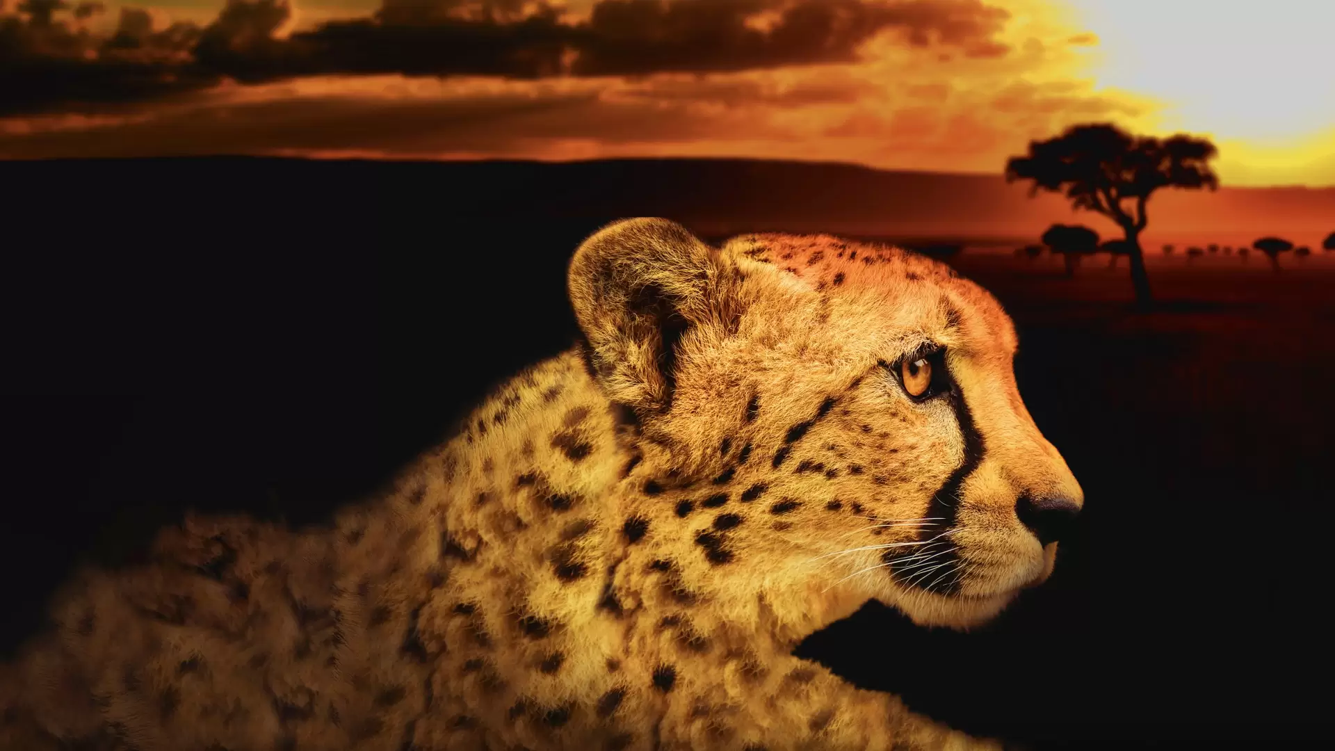دانلود مستند Africa’s Deadliest 2011