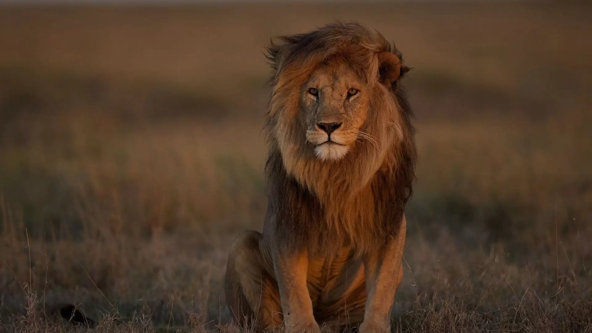 دانلود مستند Lion Kingdom 2017