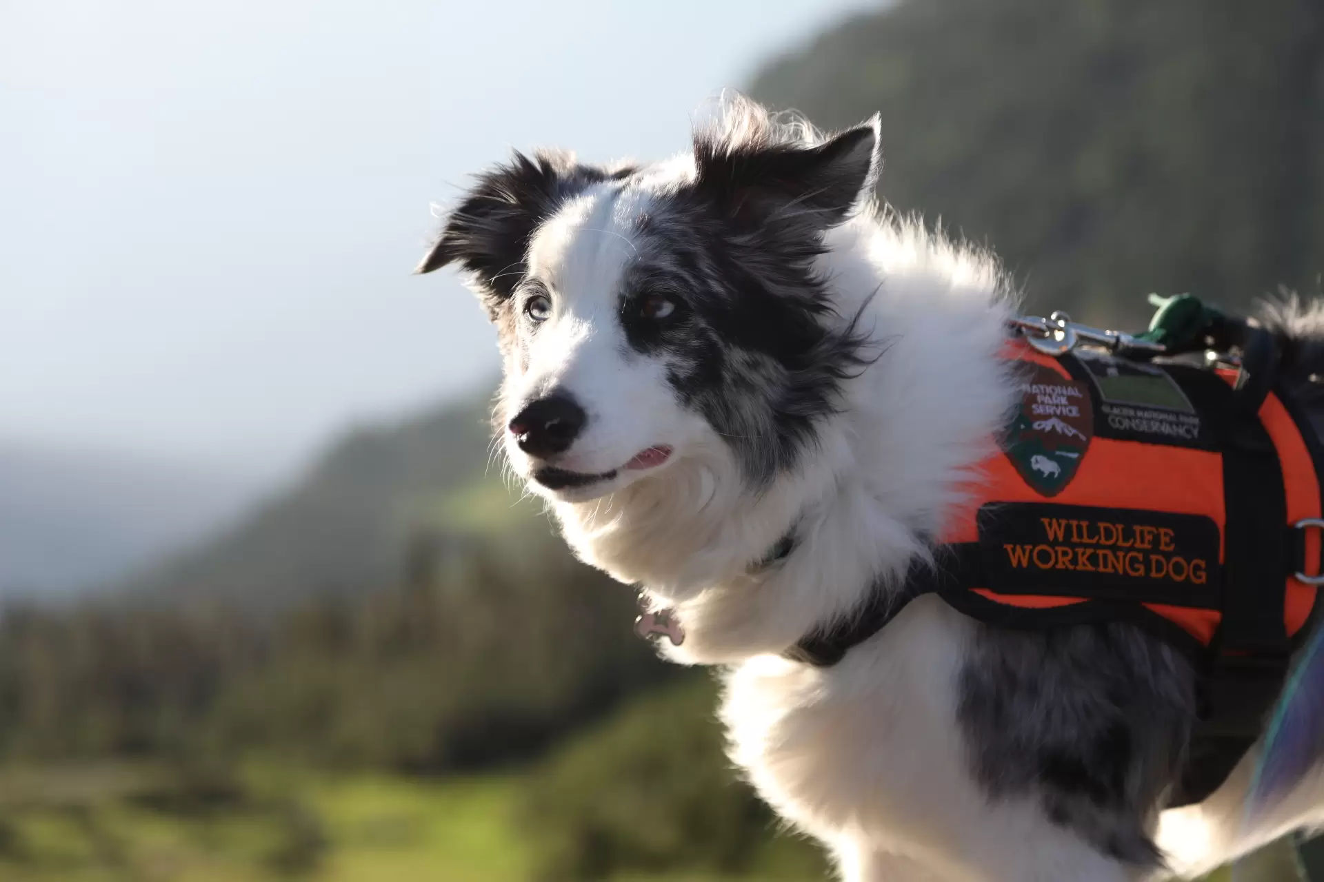 دانلود مستند Dogs with Extraordinary Jobs 2019