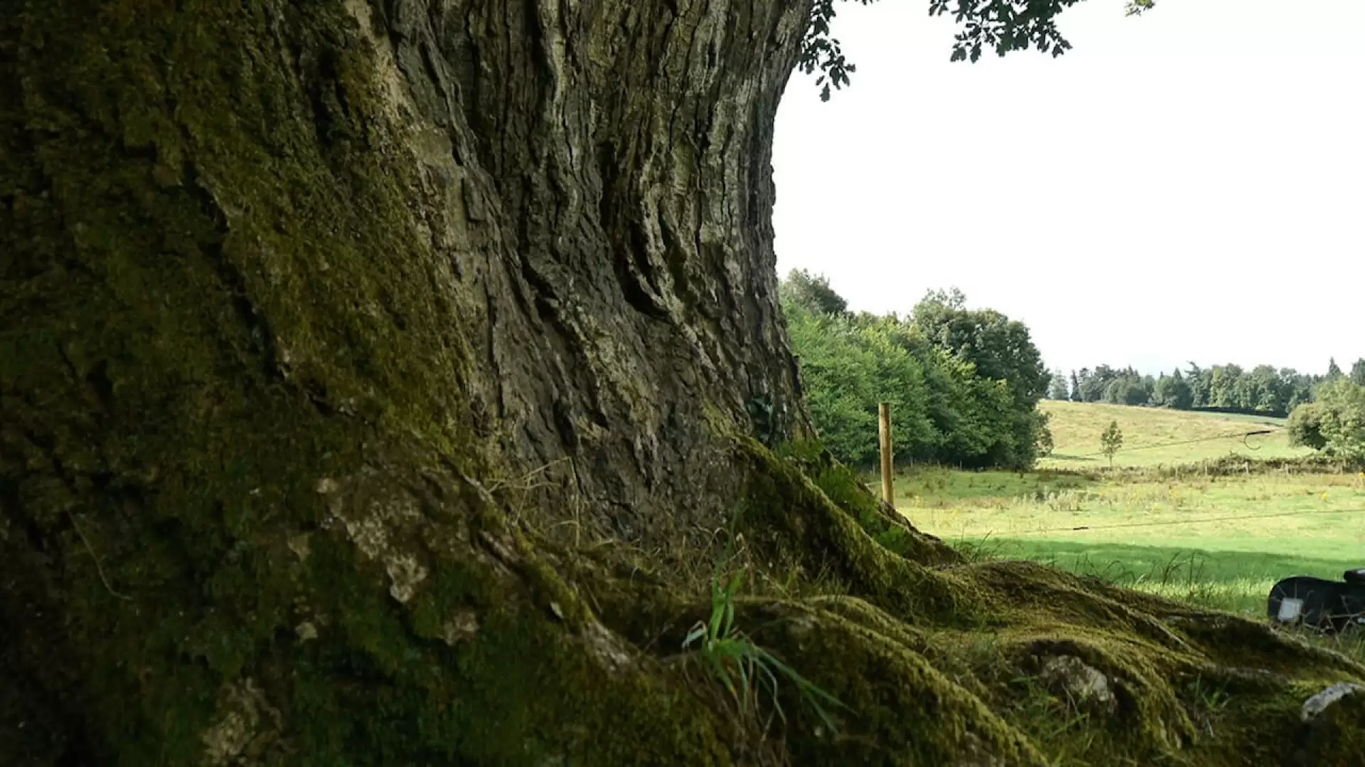 دانلود مستند Call of the Forest: The Forgotten Wisdom of Trees 2016