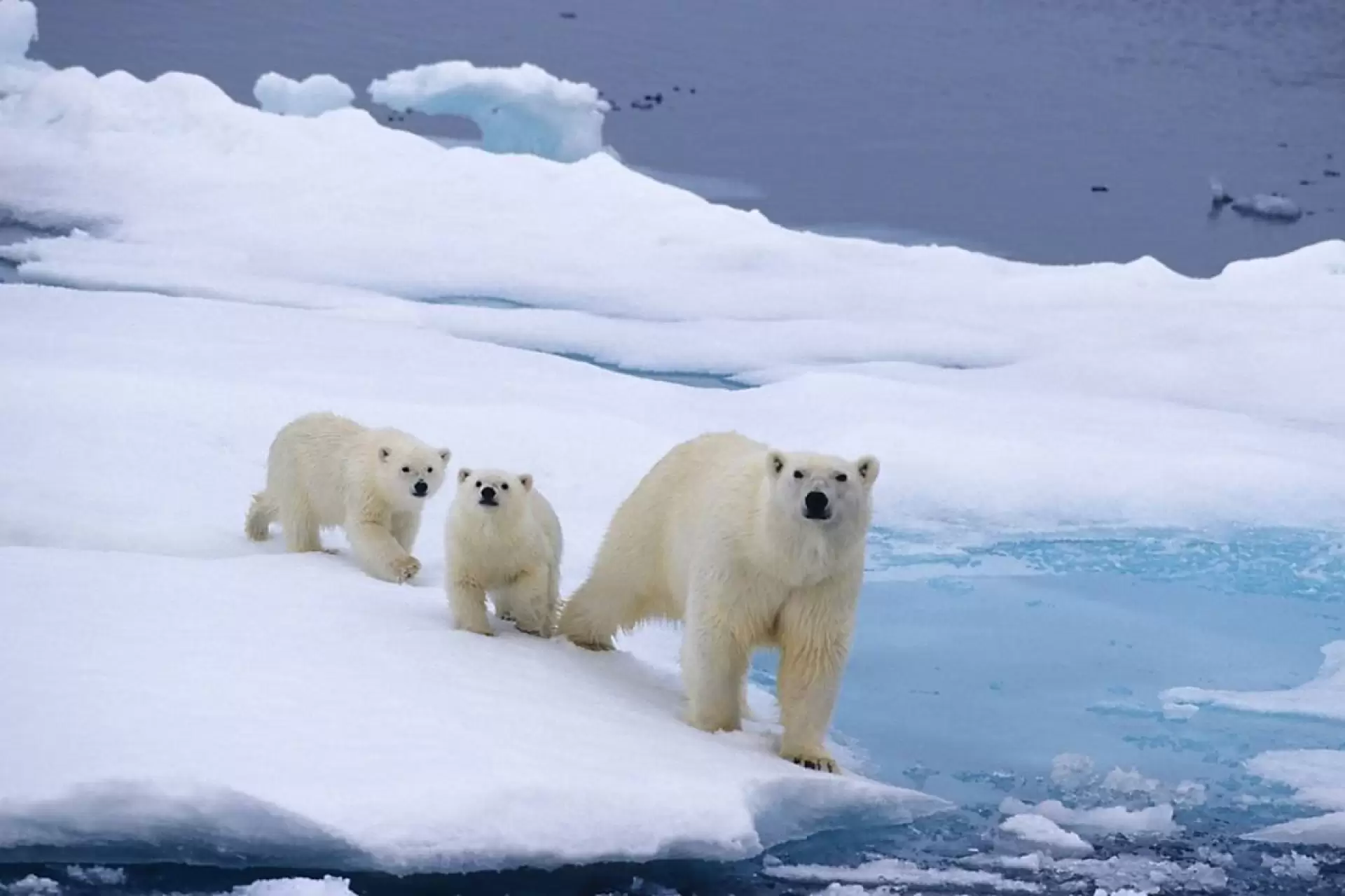 دانلود مستند Polar Bear 2022 با زیرنویس فارسی و تماشای آنلاین