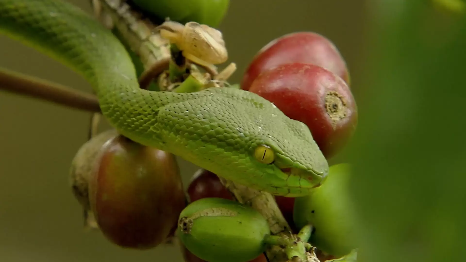 دانلود مستند Asia’s Deadliest Snakes 2010