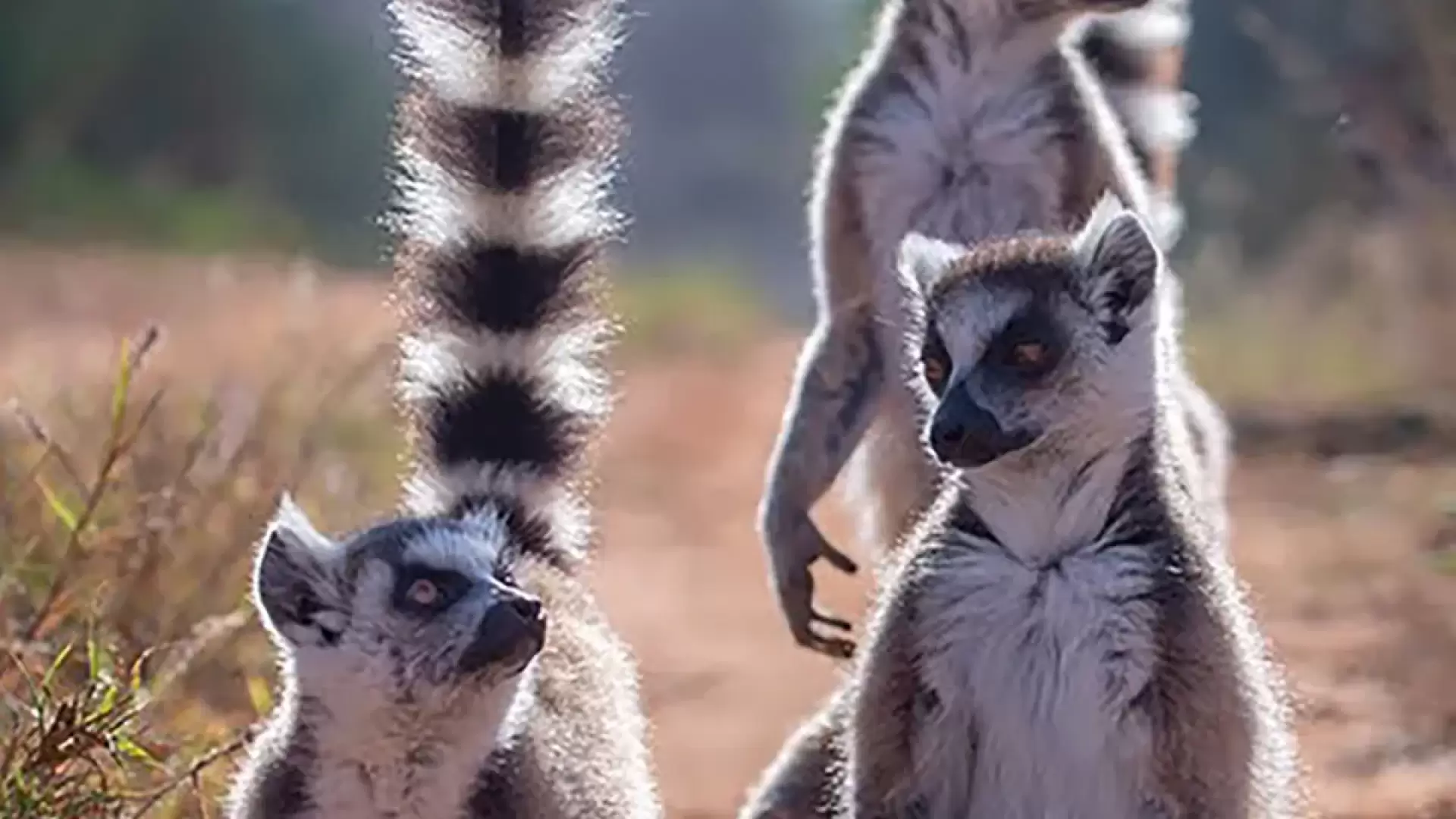 دانلود مستند Gangs of Lemur Island 2019