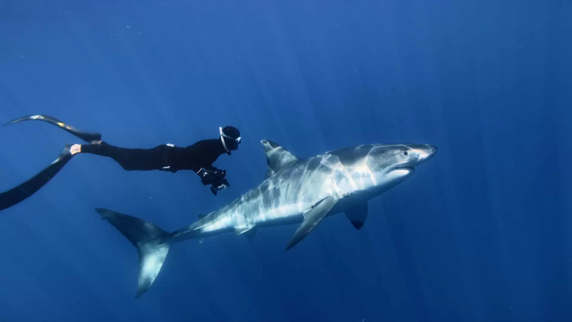 دانلود مستند Great White Shark 2013
