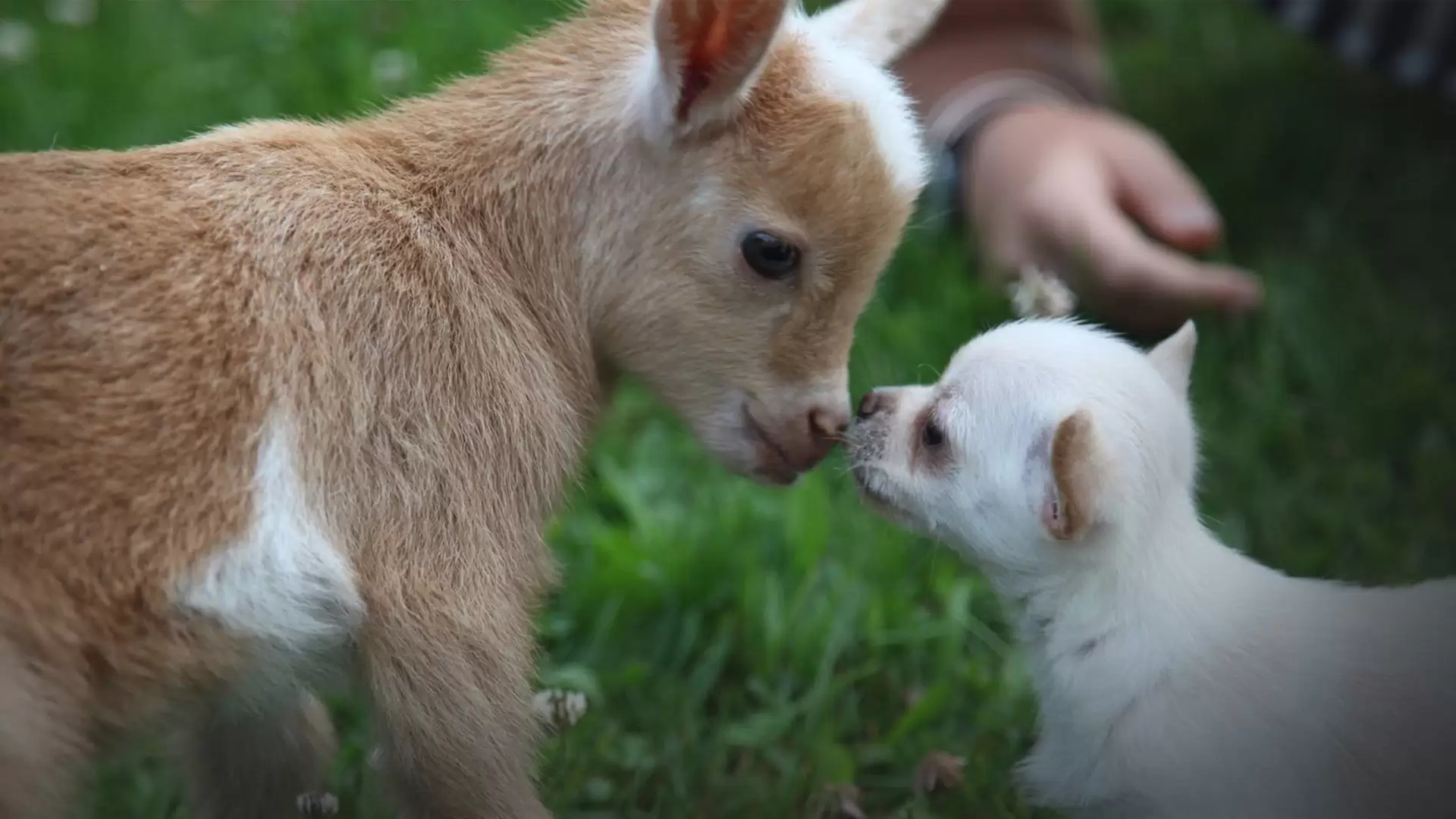 دانلود مستند Unlikely Animal Friends 2012