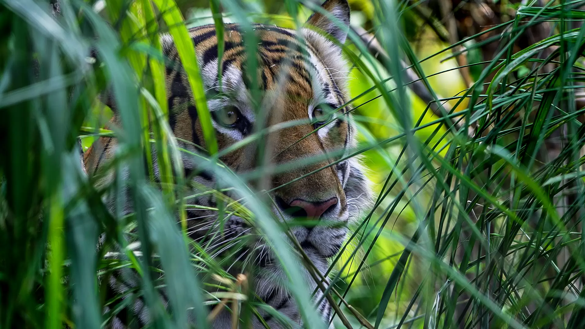دانلود مستند Thailand’s Wild Cats 2021