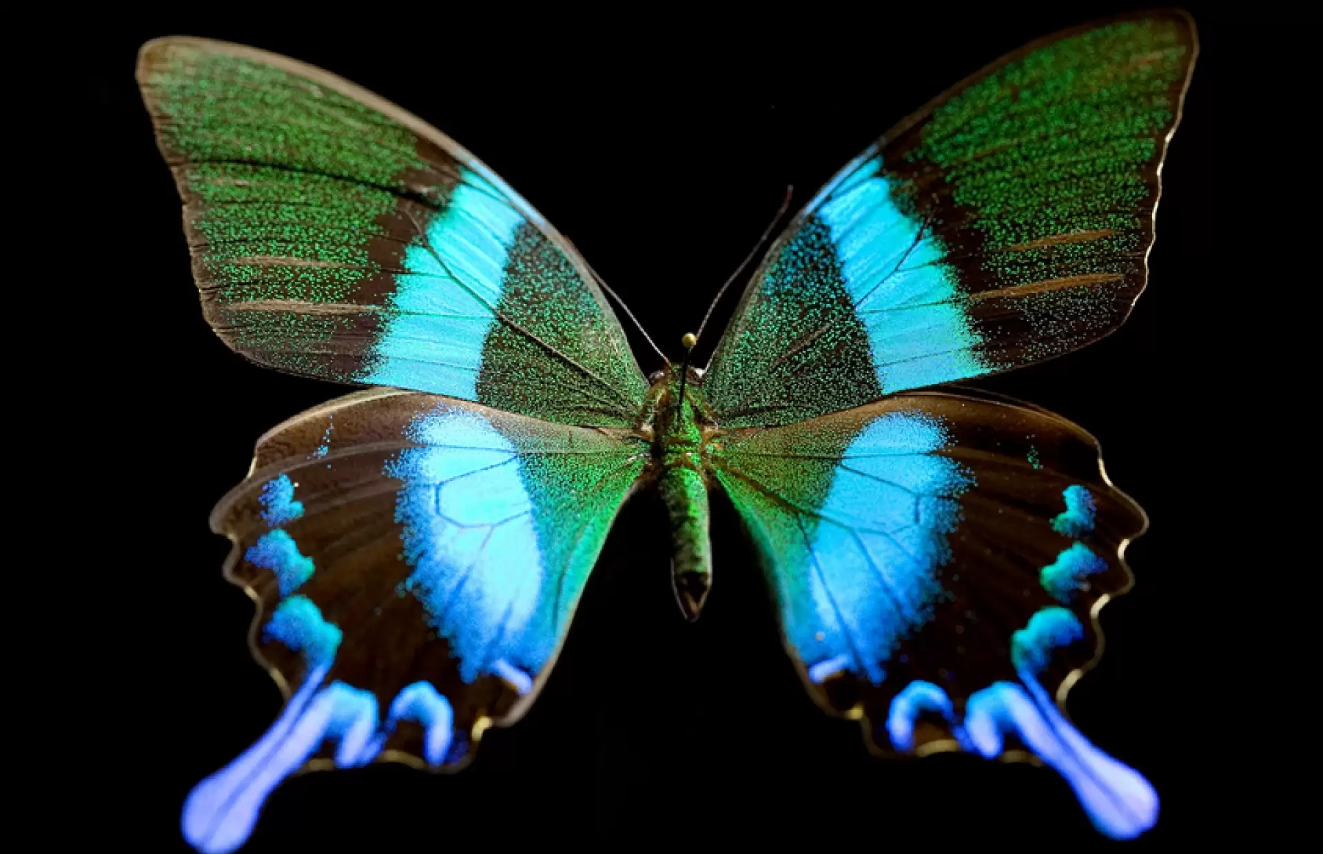 دانلود مستند Butterfly Blueprints 2022