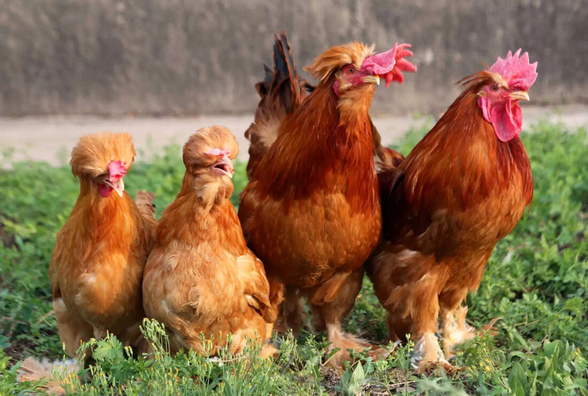 دانلود مستند Chicken Planet 2016 (سیاره مرغ)