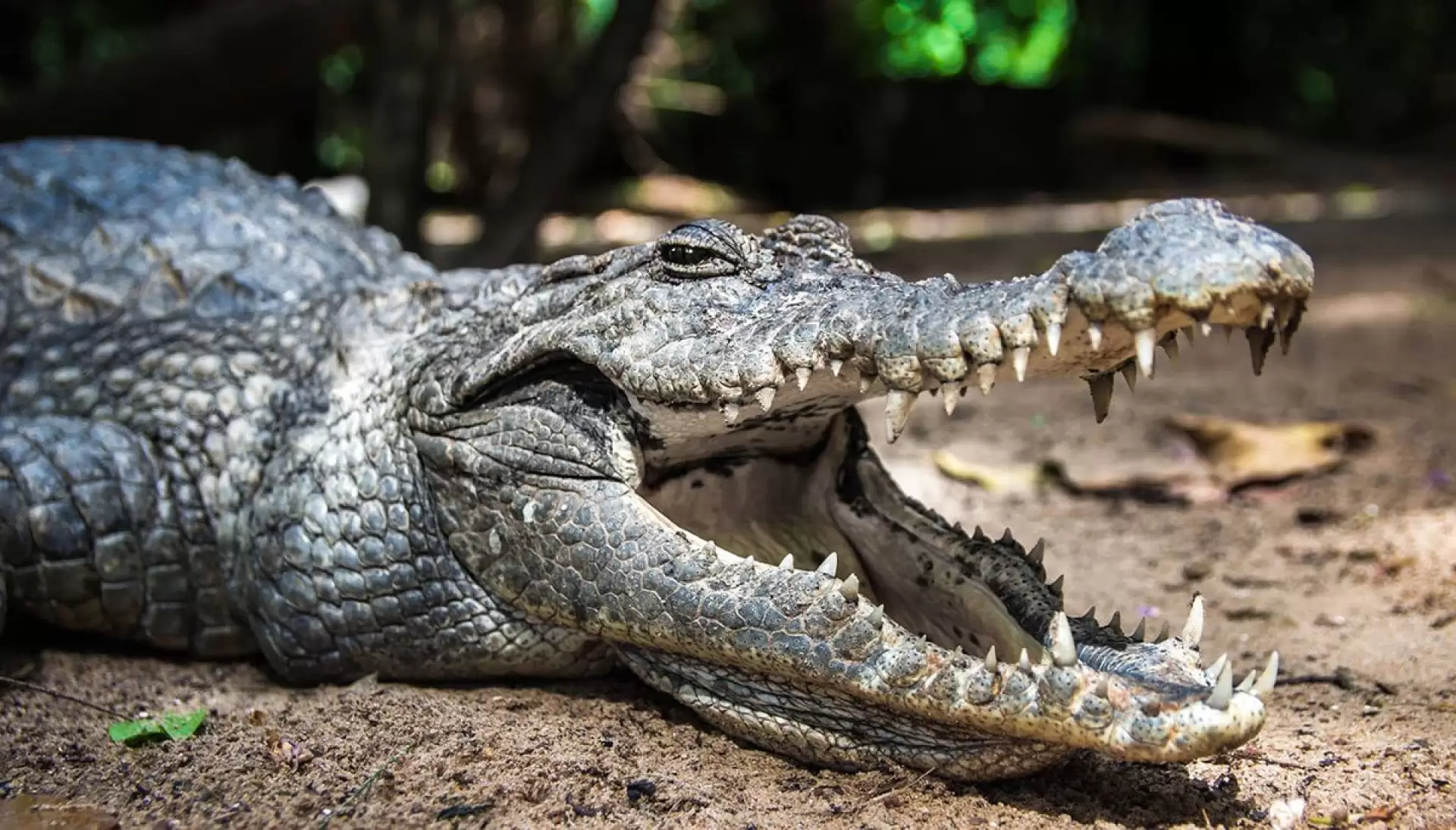 دانلود مستند Crocodile Kingdom 2021