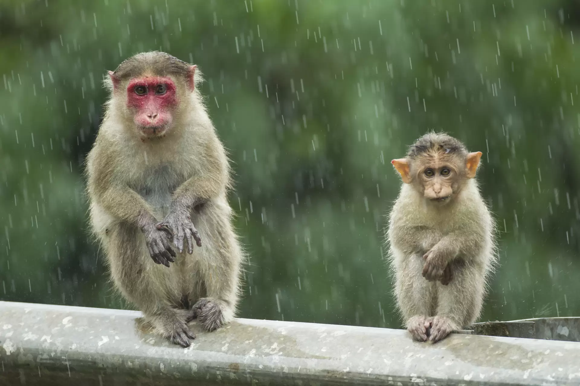 دانلود مستند Wonders of the Monsoon 2014 (شگفتی های موسمی)