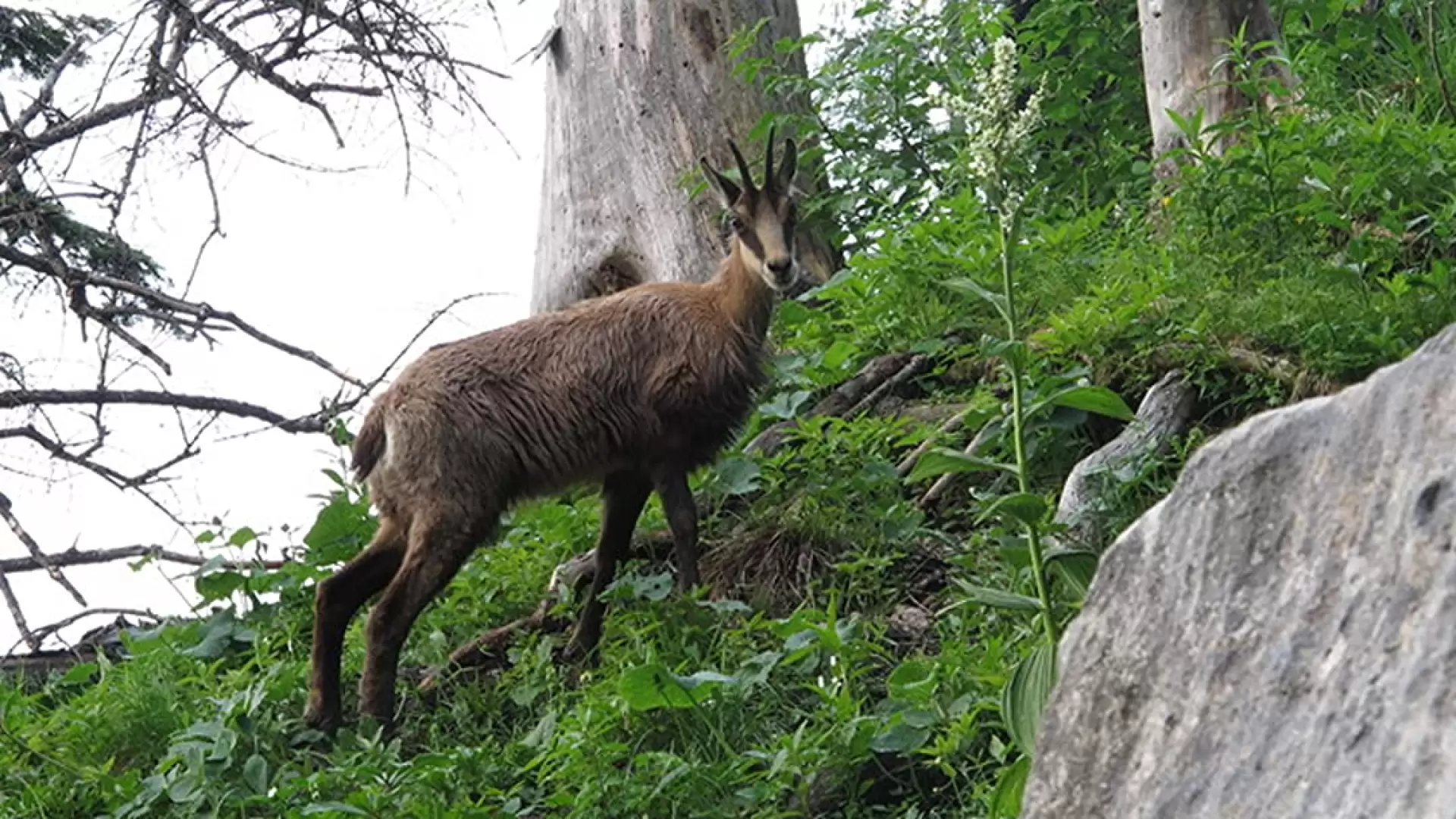 دانلود مستند Engadin: Switzerland’s Wilderness 2015