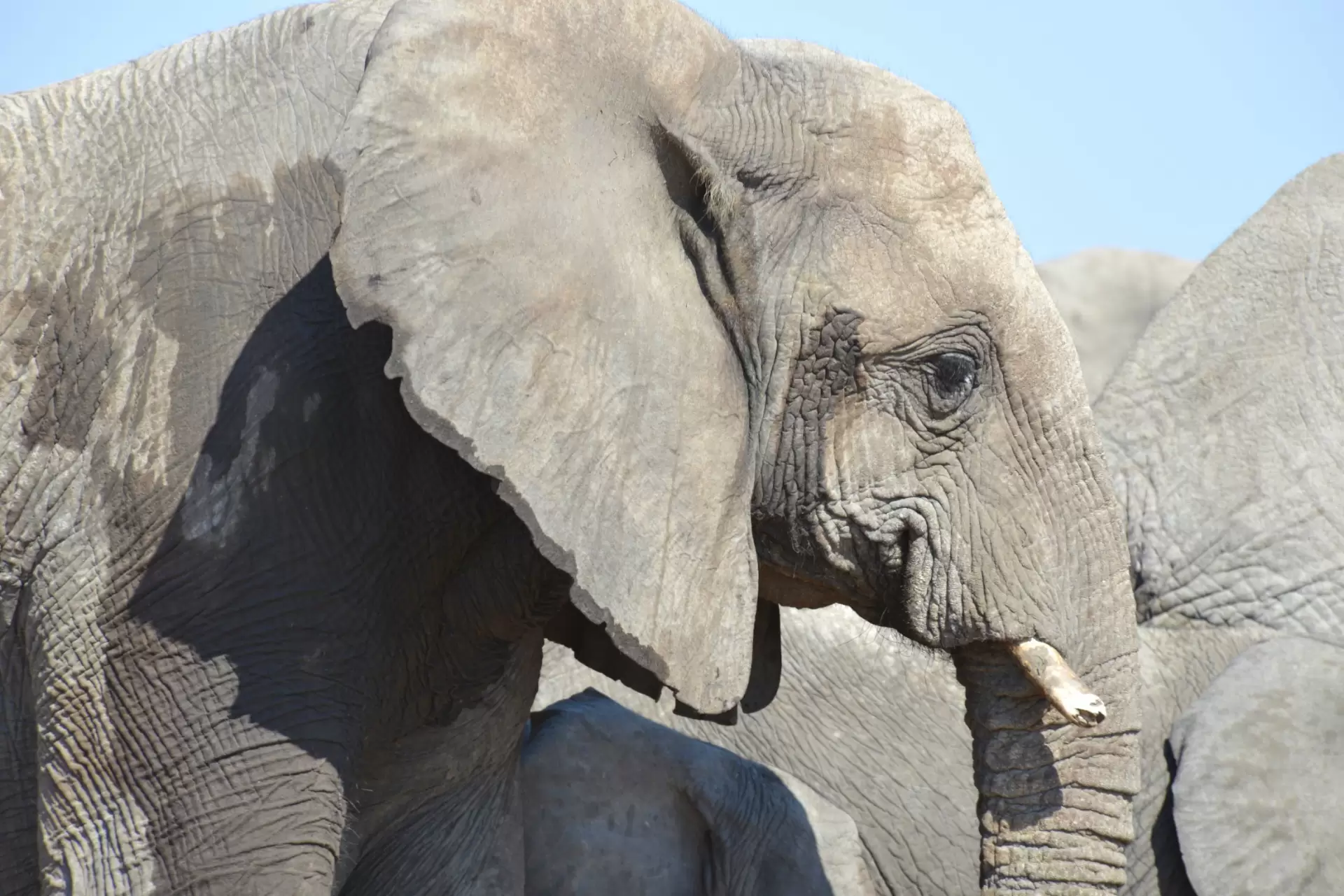 دانلود مستند Elephant King 2013