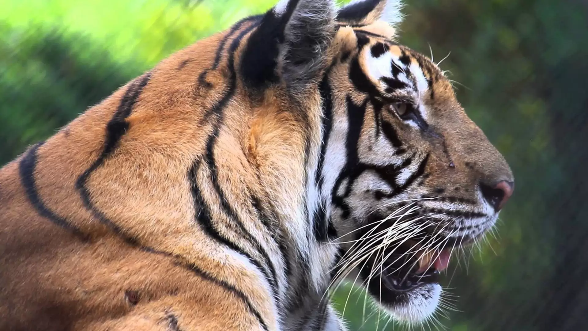دانلود مستند Furthest from the Wild 2014