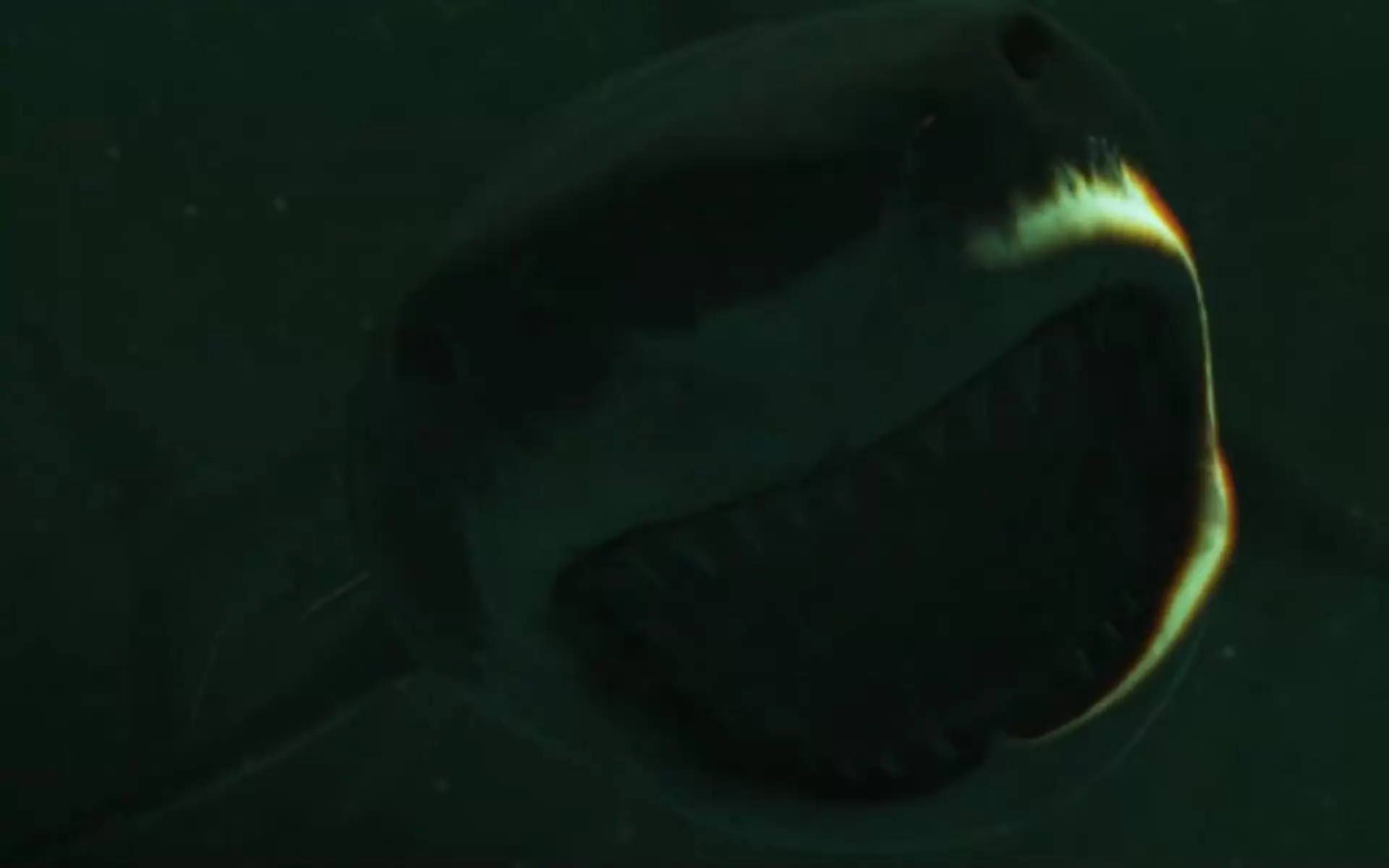 دانلود فیلم Blood in the Water  2022 با تماشای آنلاین