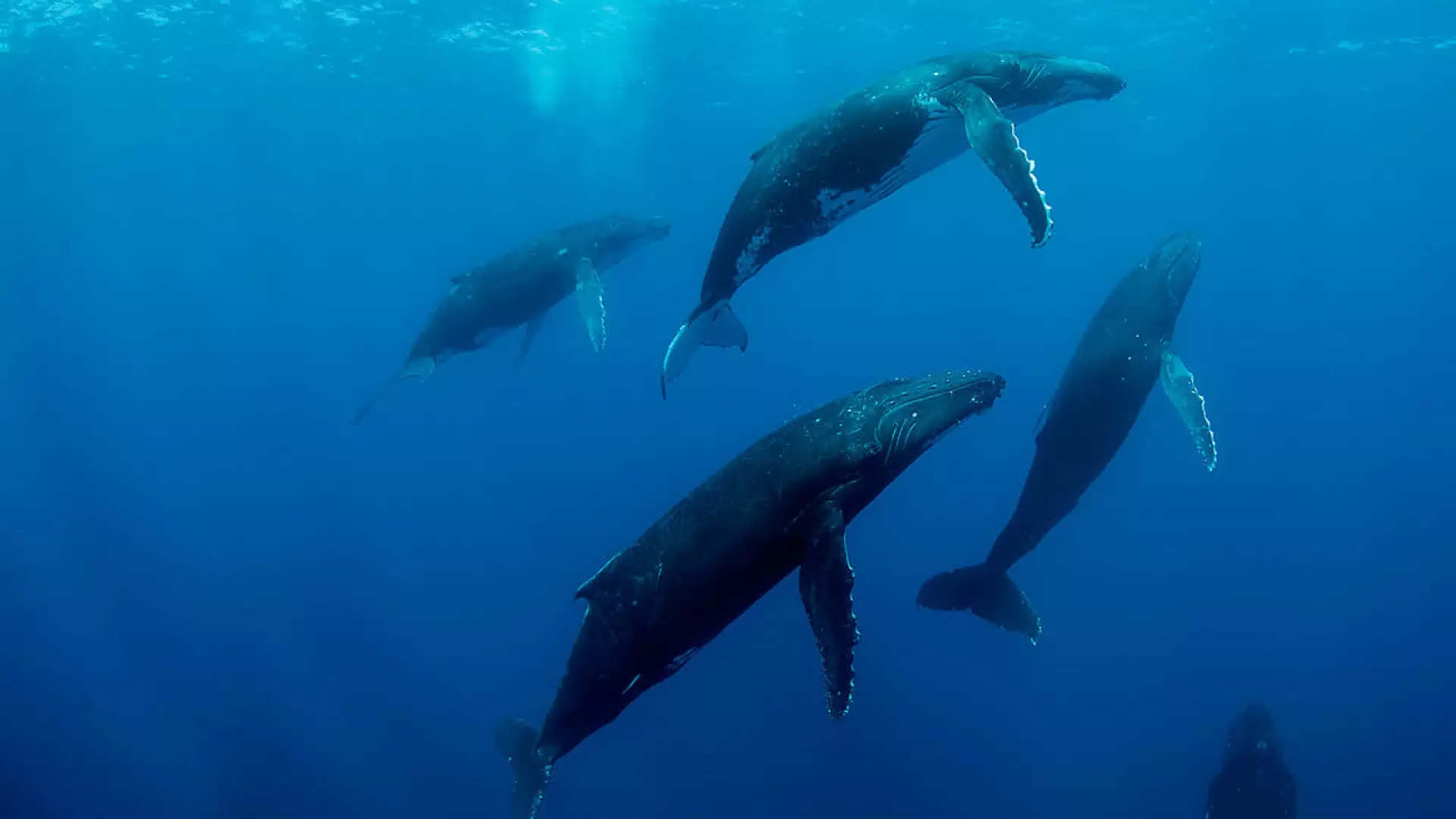 دانلود مستند Humpback Whales 2015 (نهنگ گوژپشت)