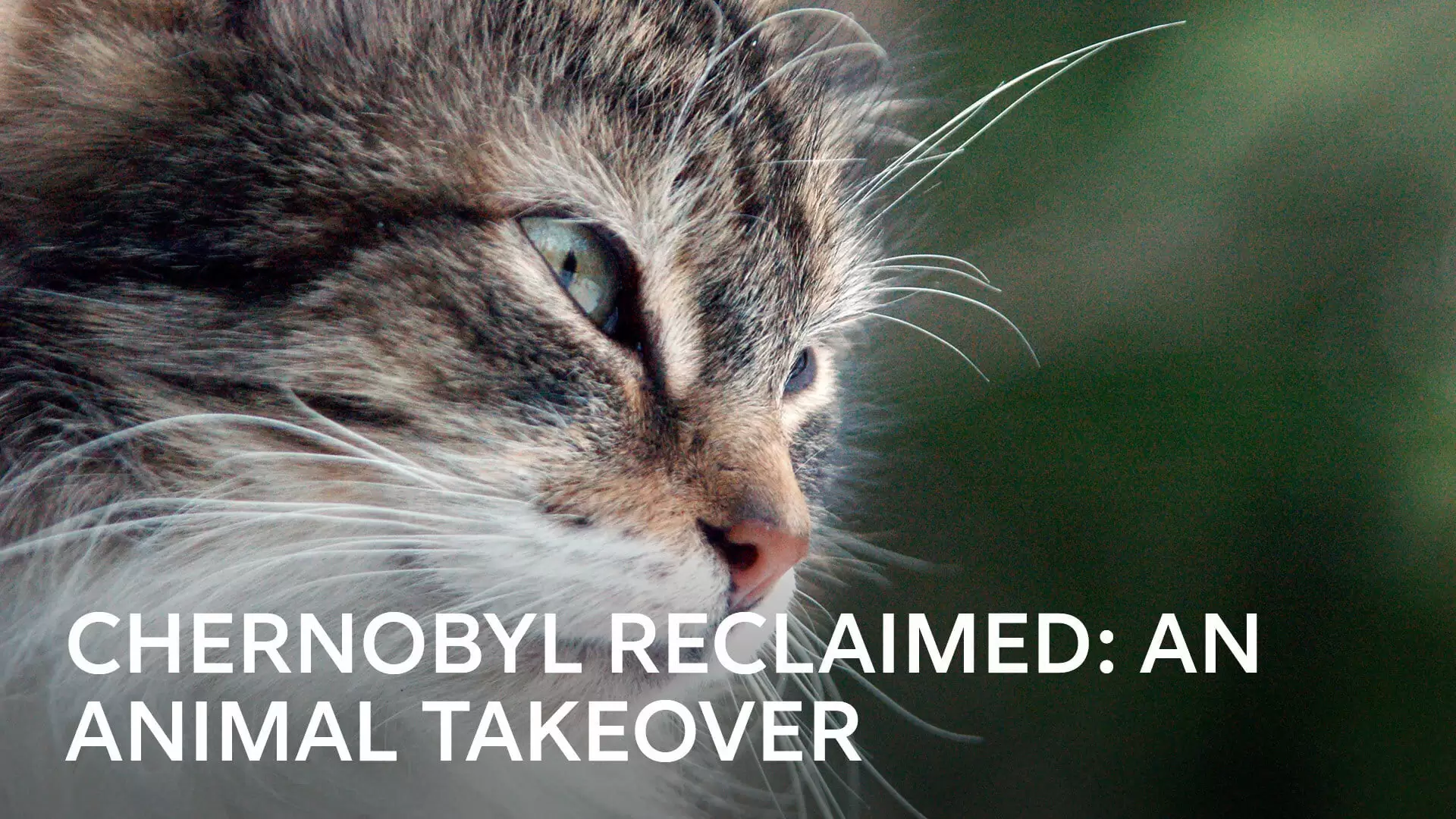 دانلود مستند Chernobyl Reclaimed: An Animal Takeover 2007