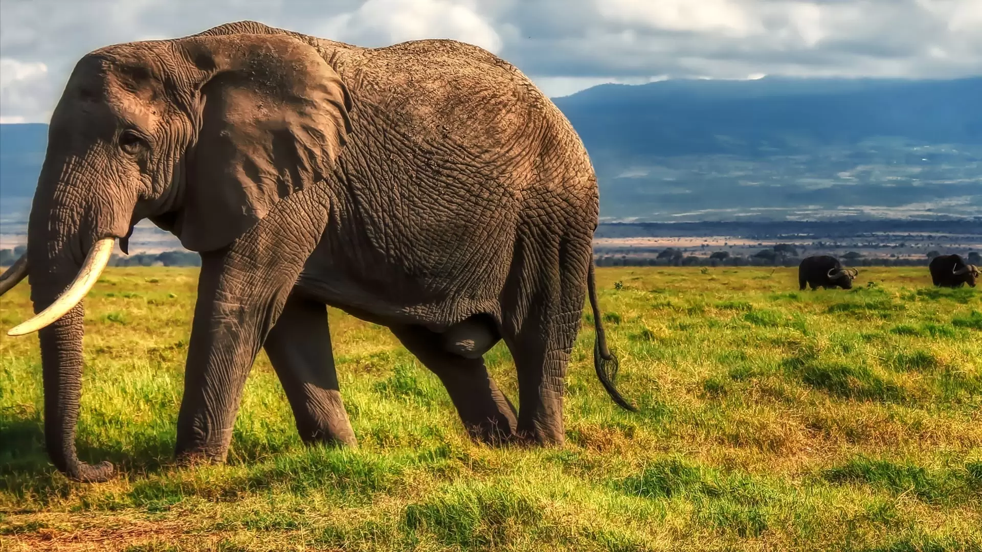 دانلود مستند Wild Congo 2014