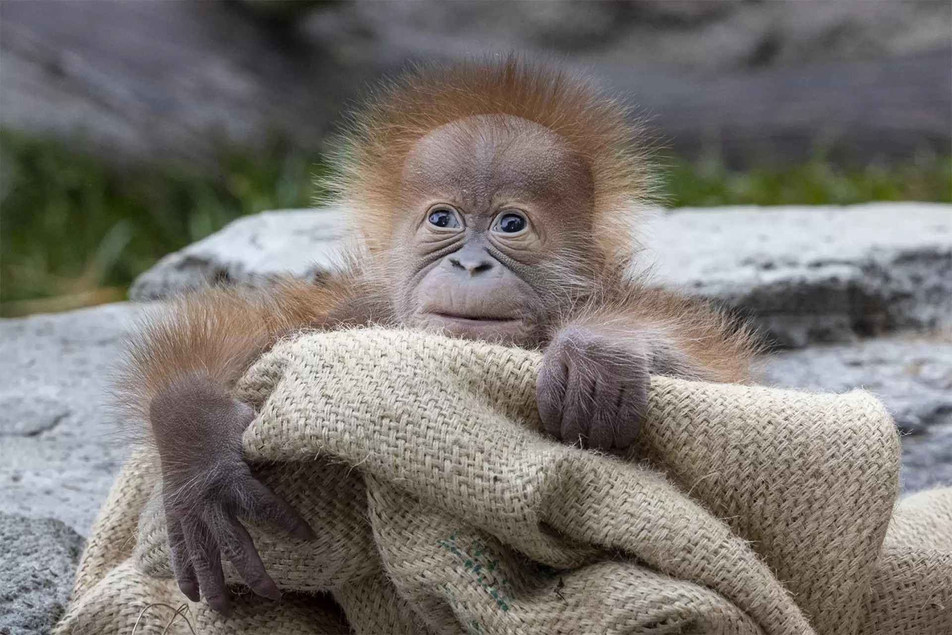 دانلود مستند Endangered 2022 (در معرض خطر) با تماشای آنلاین