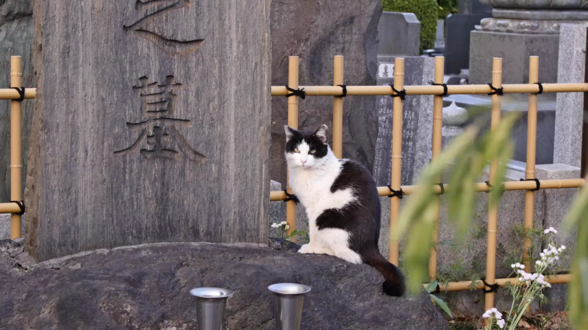 دانلود مستند Cat Nation: A Film About Japan’s Crazy Cat Culture 2017