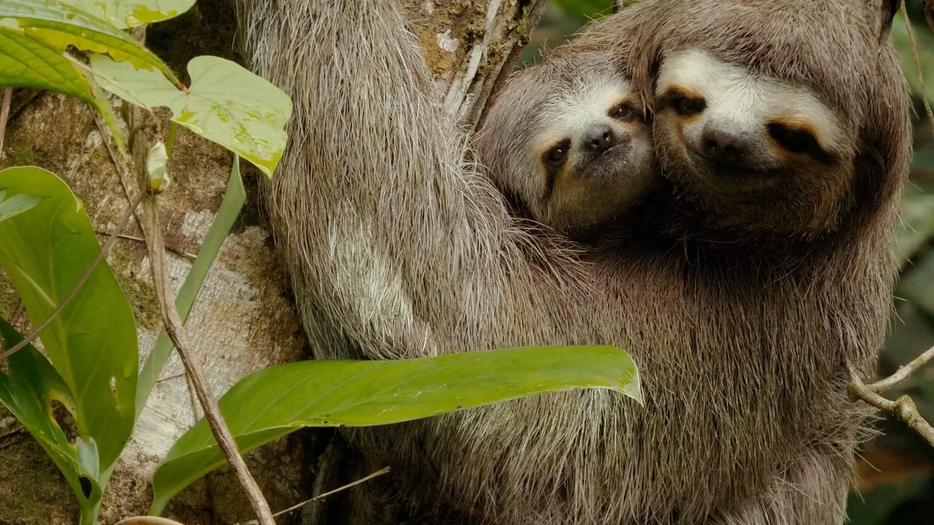 دانلود مستند Colombia – Wild and Free 2022