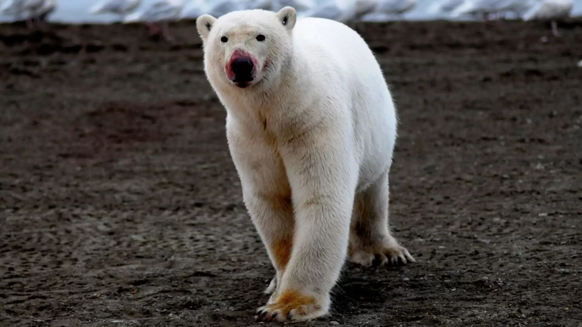 دانلود مستند The Great Polar Bear Feast 2015