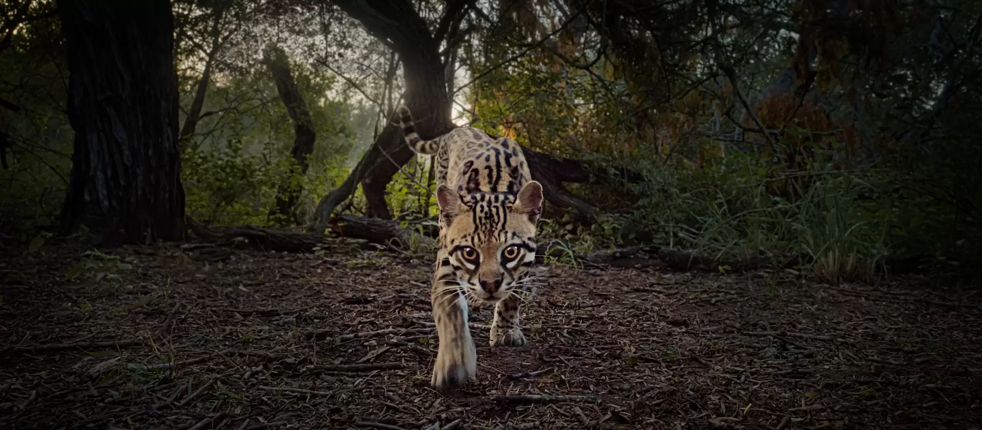 دانلود مستند Deep in the Heart: A Texas Wildlife Story 2022 با زیرنویس فارسی و تماشای آنلاین