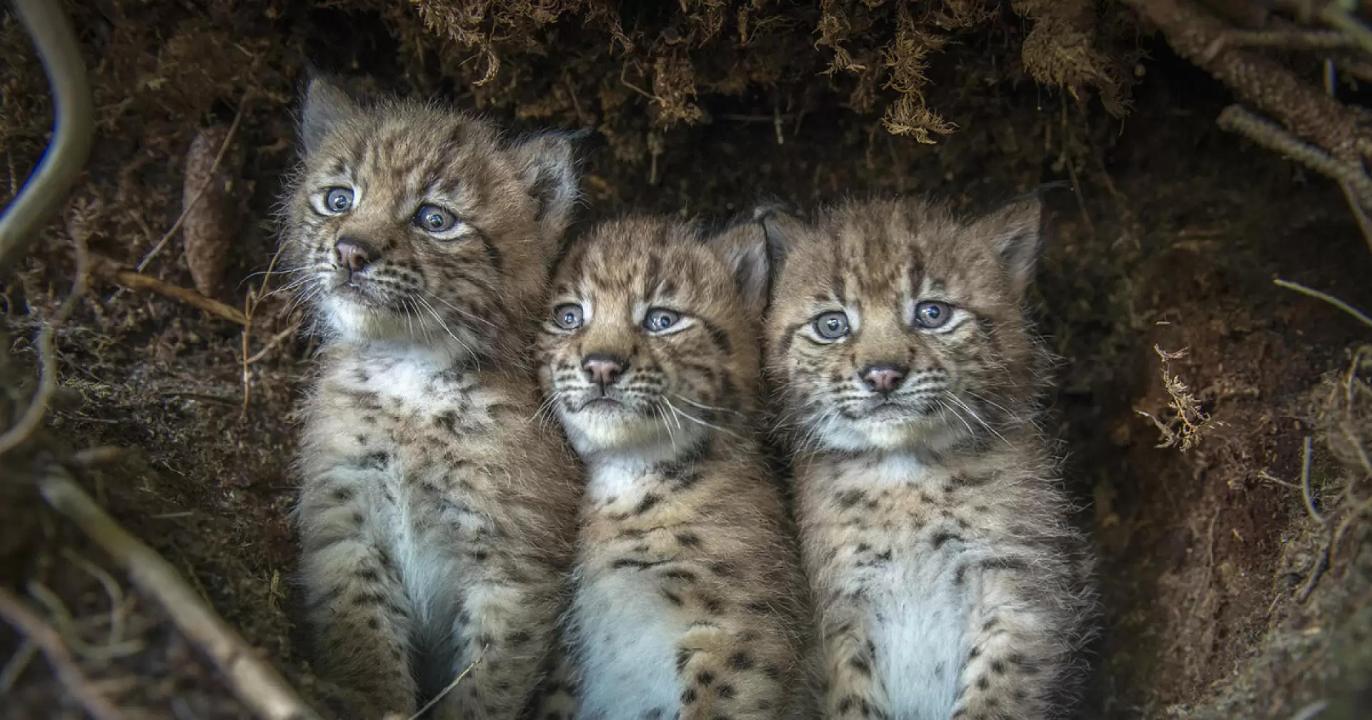 دانلود مستند Lynx 2021