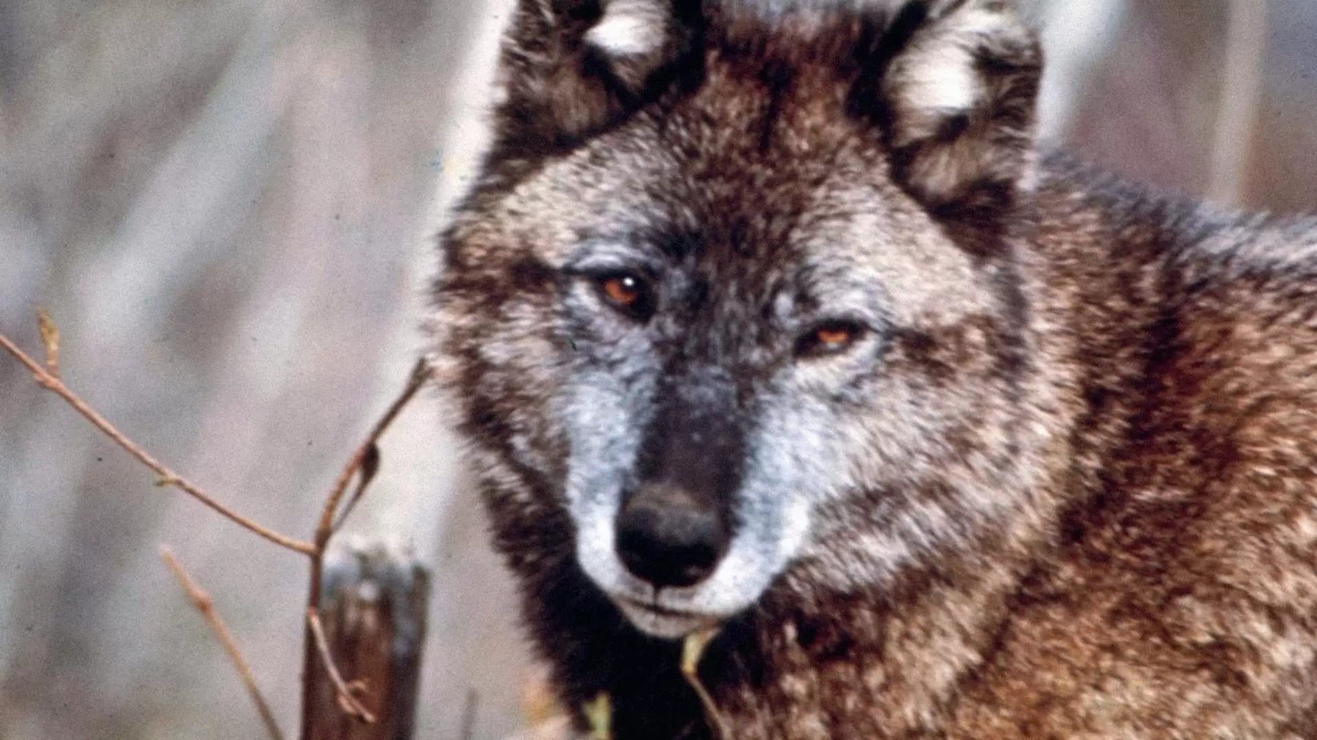 دانلود مستند Cry of the Wild 1973