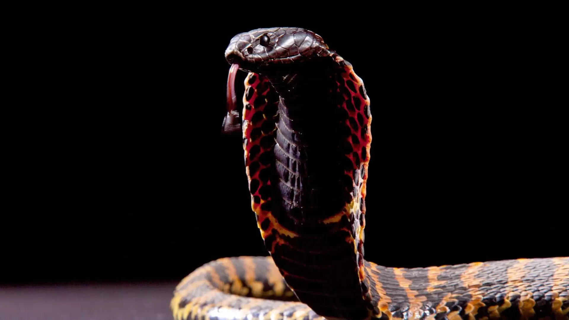 دانلود مستند Cobra Mafia 2015