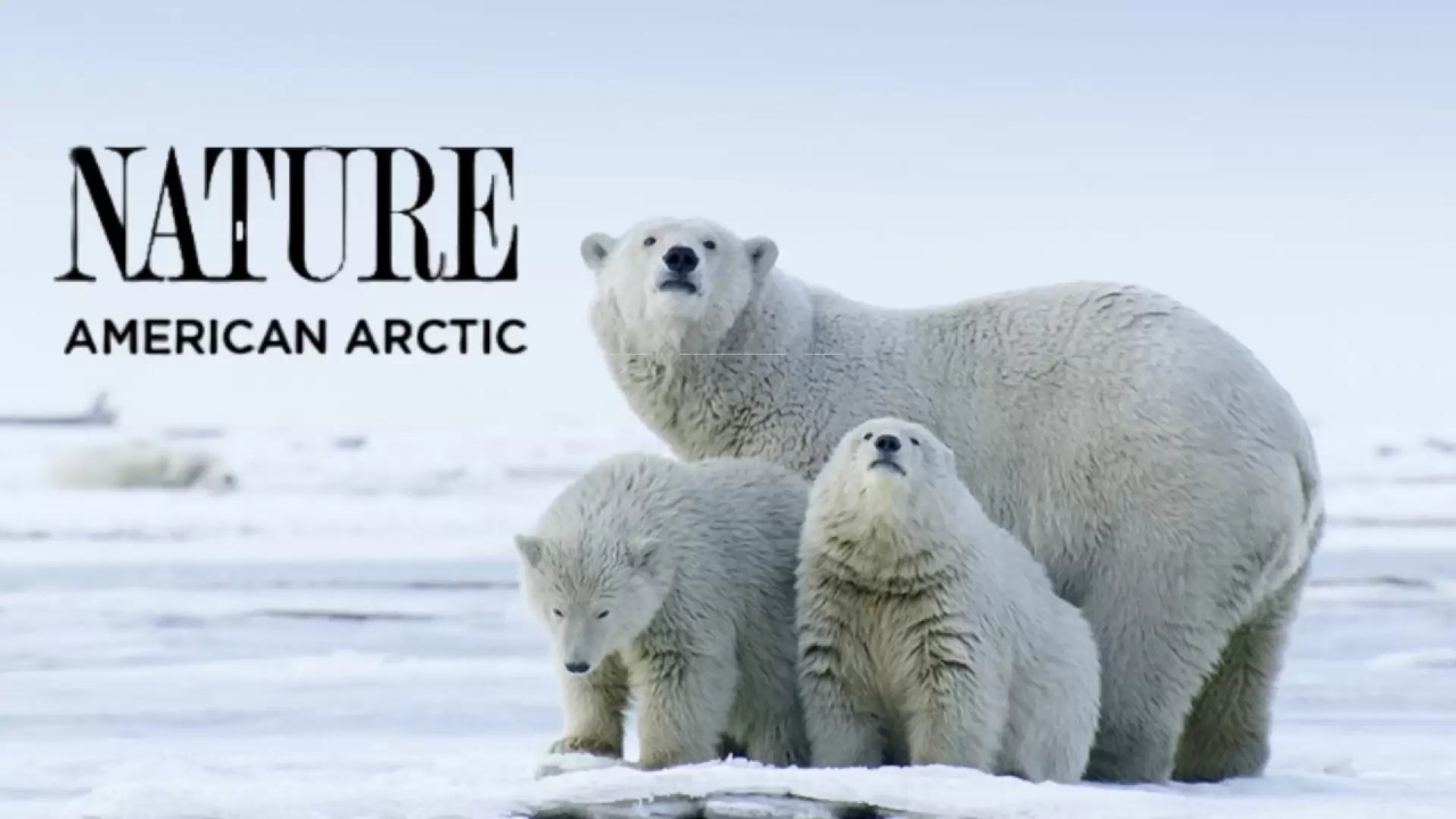 دانلود مستند Nature: American Arctic 2022 با تماشای آنلاین