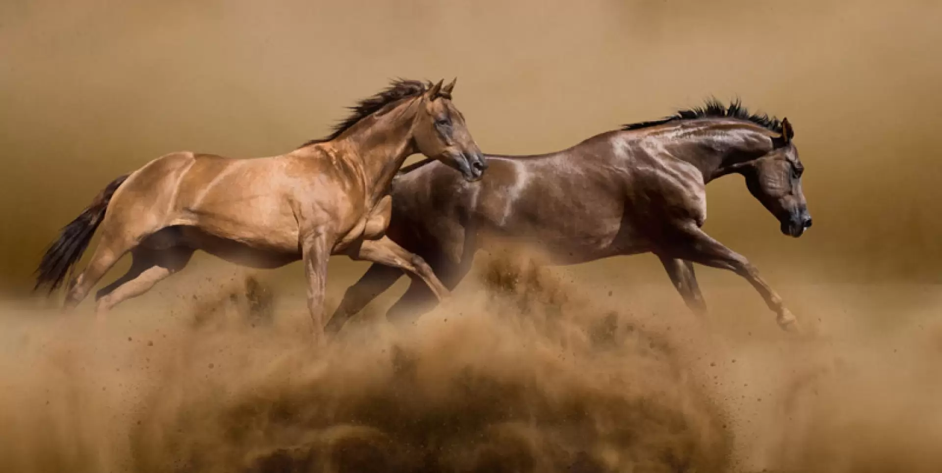 دانلود مستند Nature: American Horses 2022