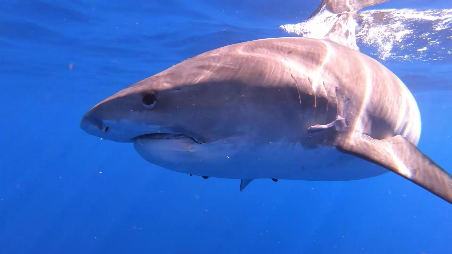 دانلود مستند Nature: Sharks Of Hawaii 2021 با تماشای آنلاین
