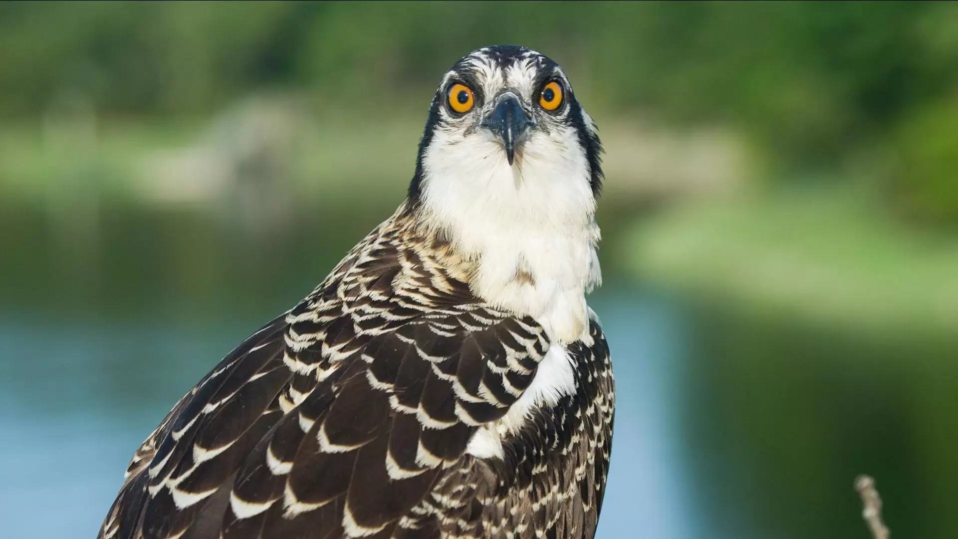 دانلود مستند Nature: Season of the Osprey 2021 با تماشای آنلاین