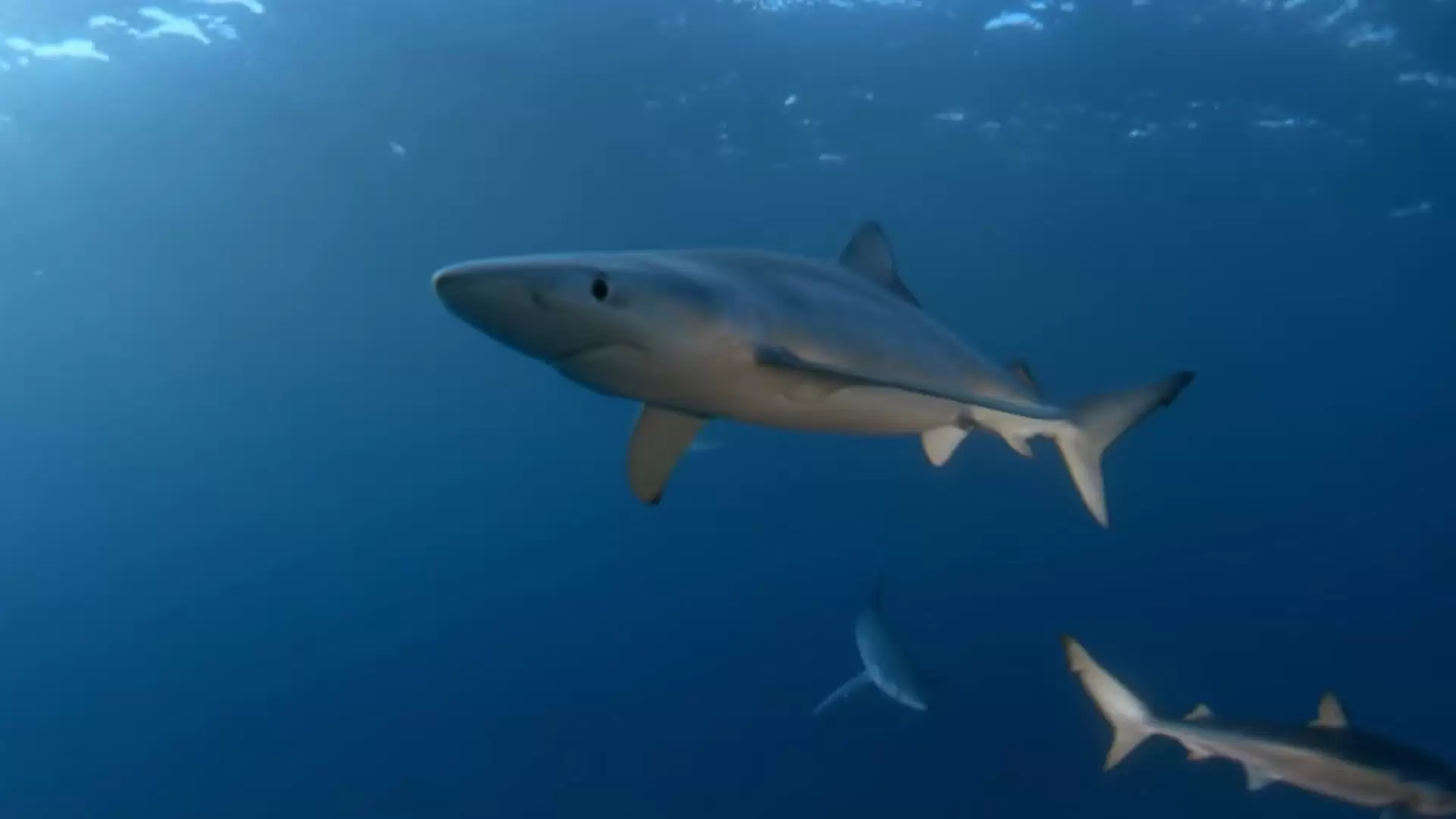 دانلود مستند Search for the Great Sharks 1995