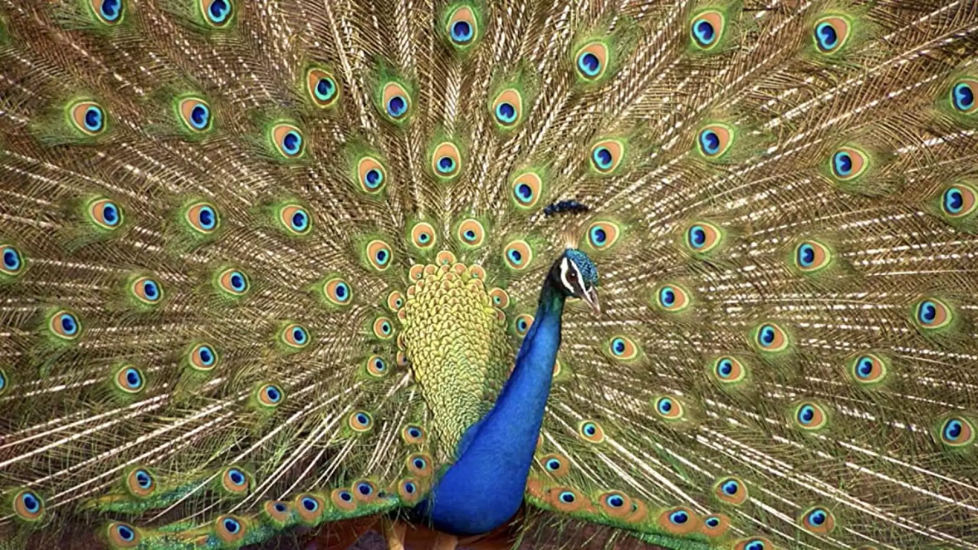 دانلود مستند Crazy Creatures 2018
