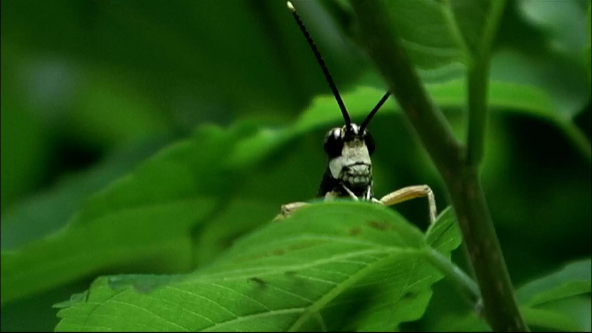 دانلود مستند Beetle Queen Conquers Tokyo 2009