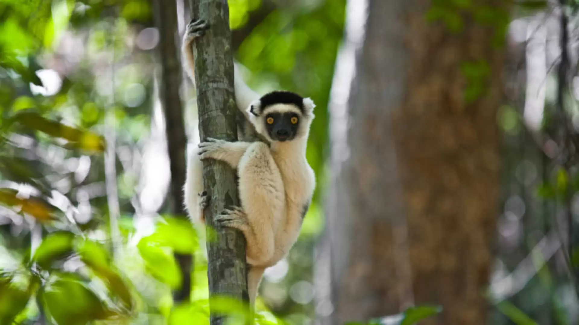 دانلود مستند Madagascar: The Lost Makay 2011