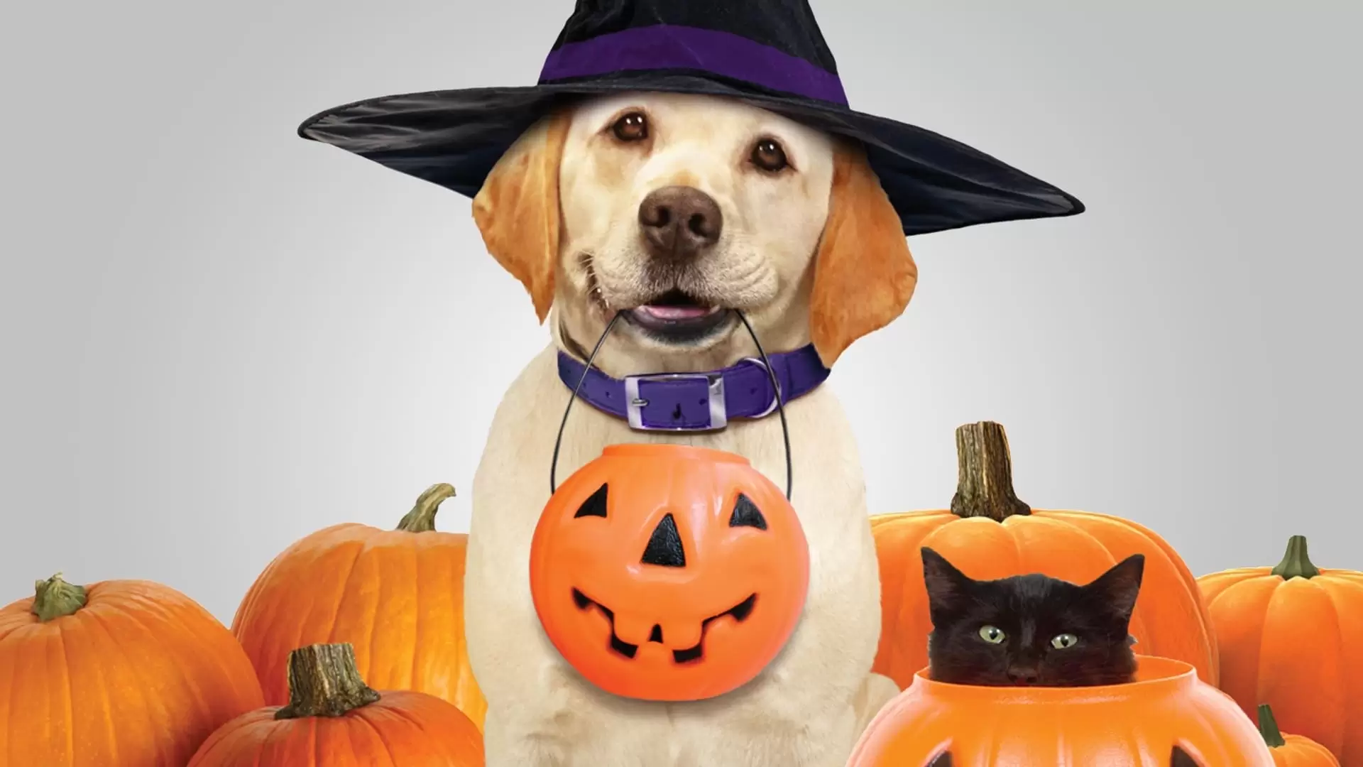 دانلود فیلم The Dog Who Saved Halloween 2011
