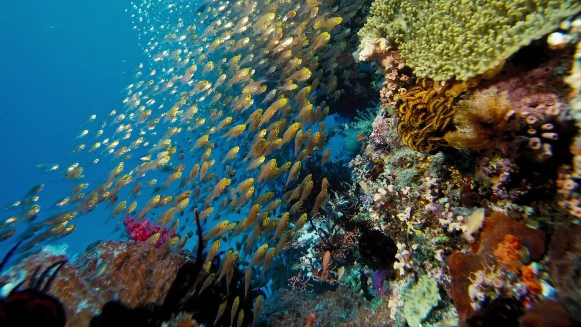 دانلود مستند Under the Sea 3D 2009 با زیرنویس فارسی